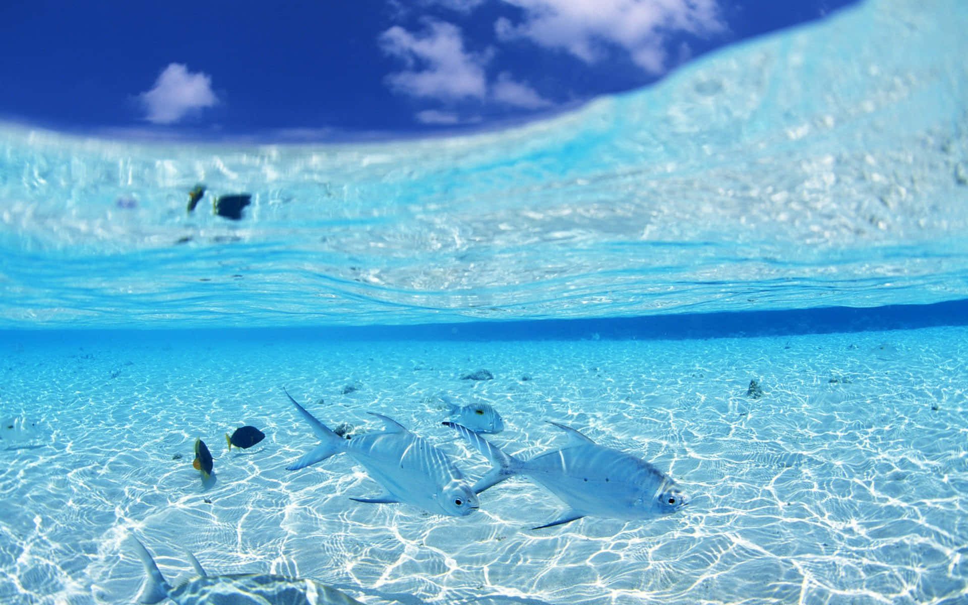 shallow water fishes, silver fish, crystal clear turquoise water, Full HD Desktop Wallpaper