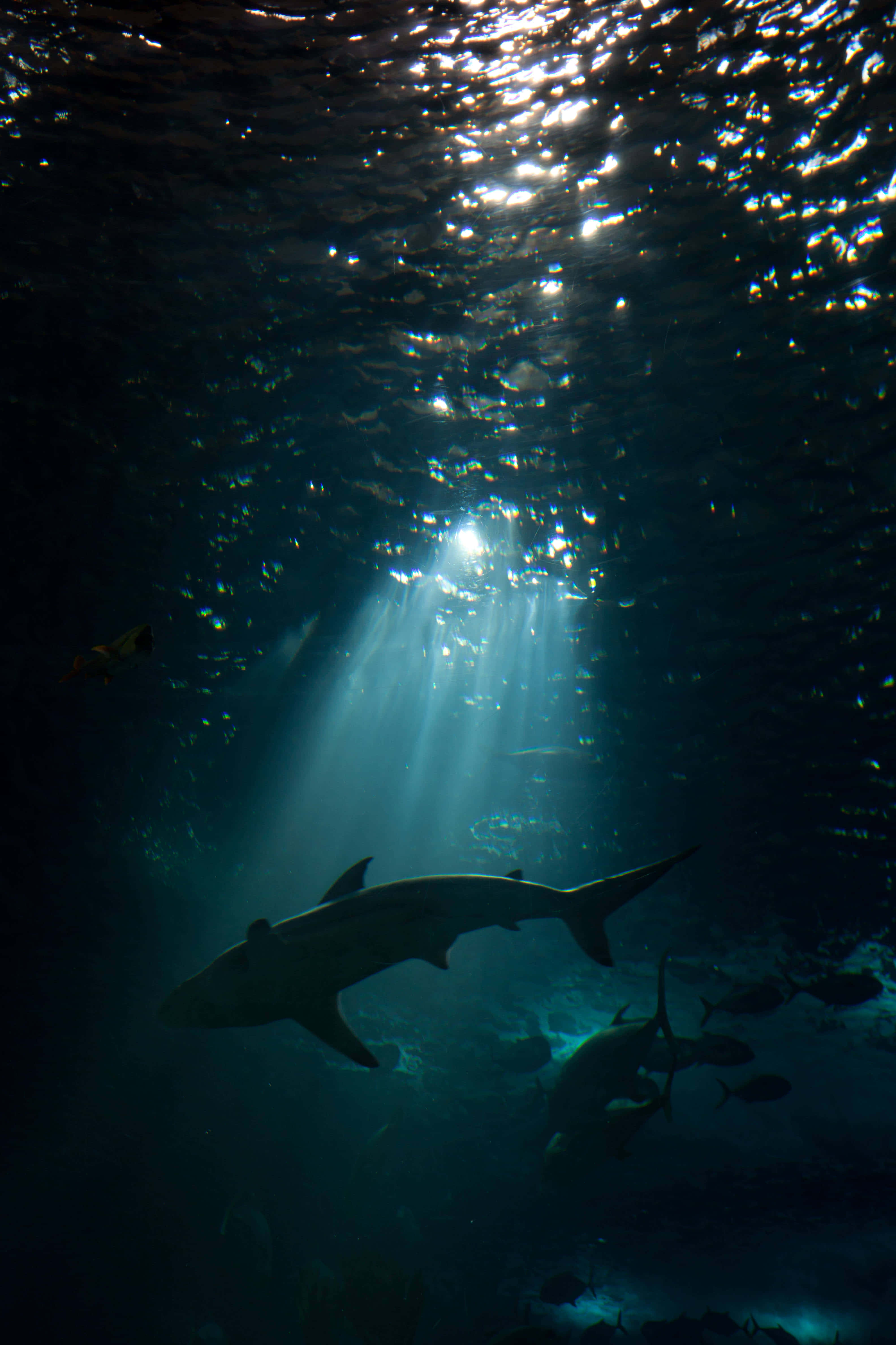 shark, deep blue water, sunbeams, 4K Phone Wallpaper
