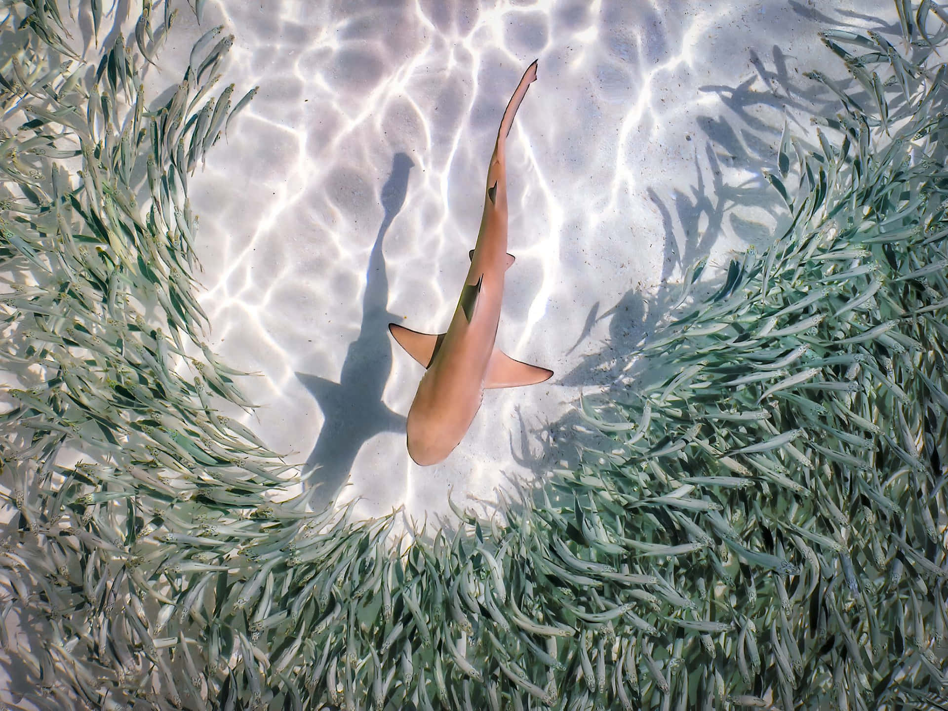 shark, seabed, clear shallow water, Full HD Desktop Wallpaper