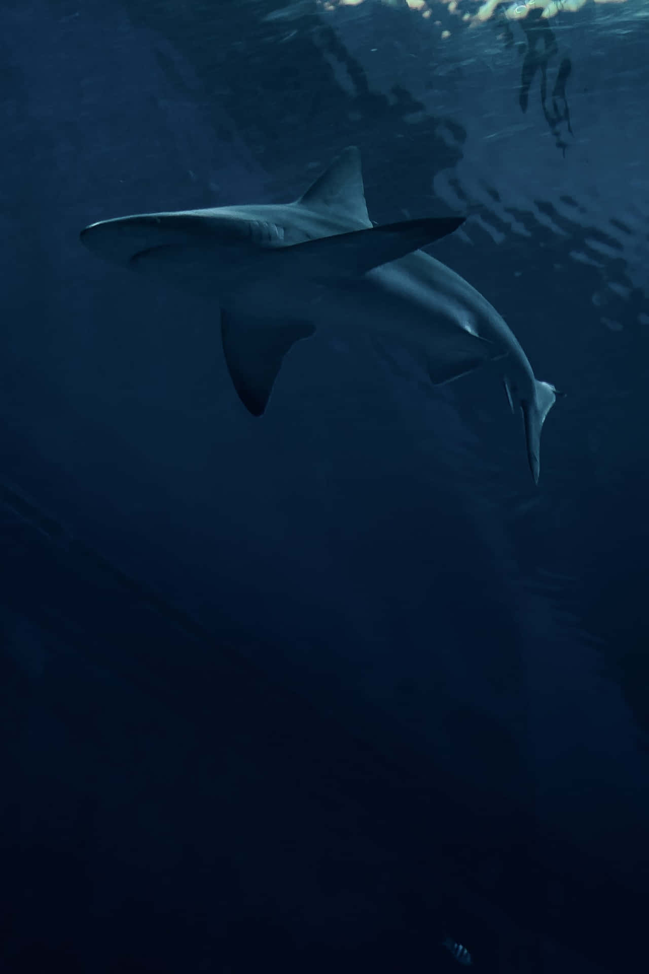 shark, deep blue ocean water, rippling surface, Full HD Phone Wallpaper