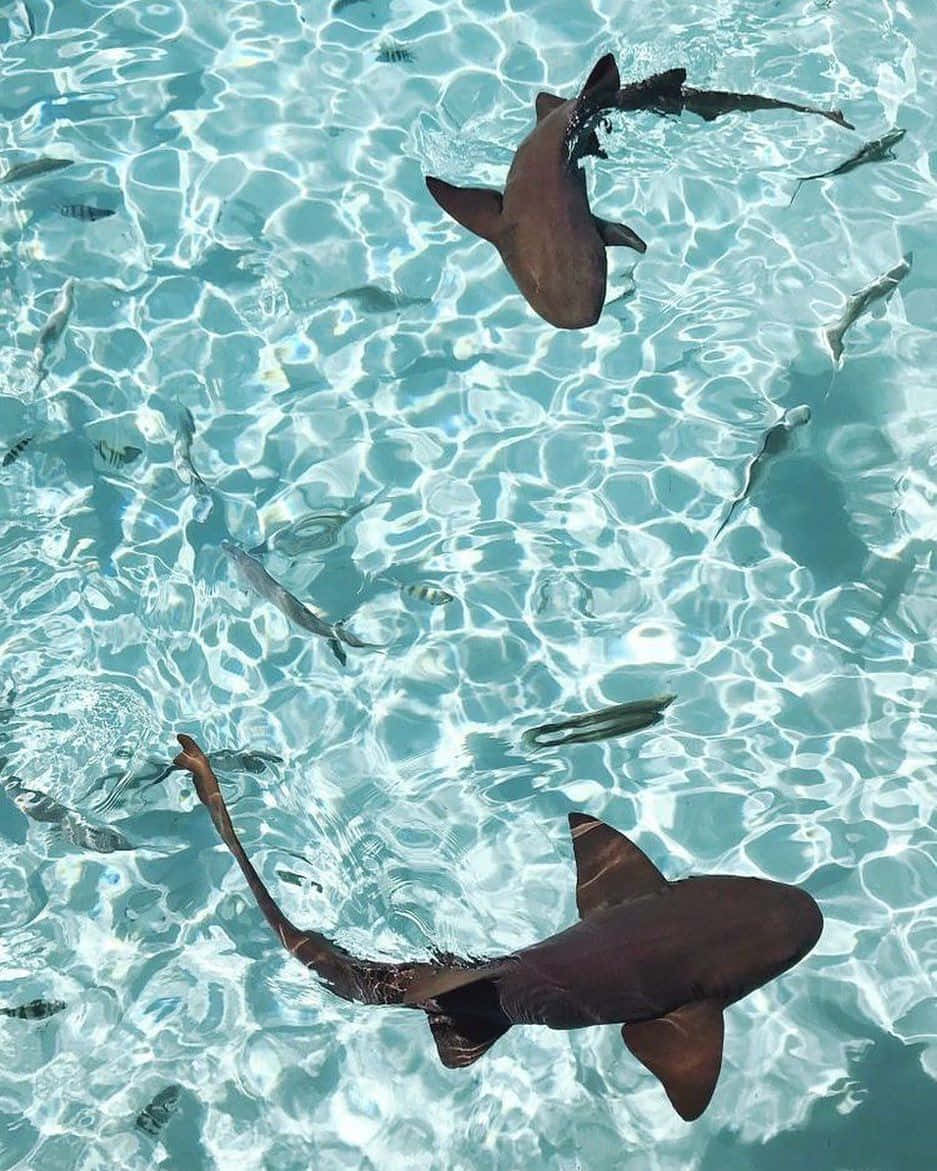 sharks, crystal waters, turquoise water, SD Phone Wallpaper