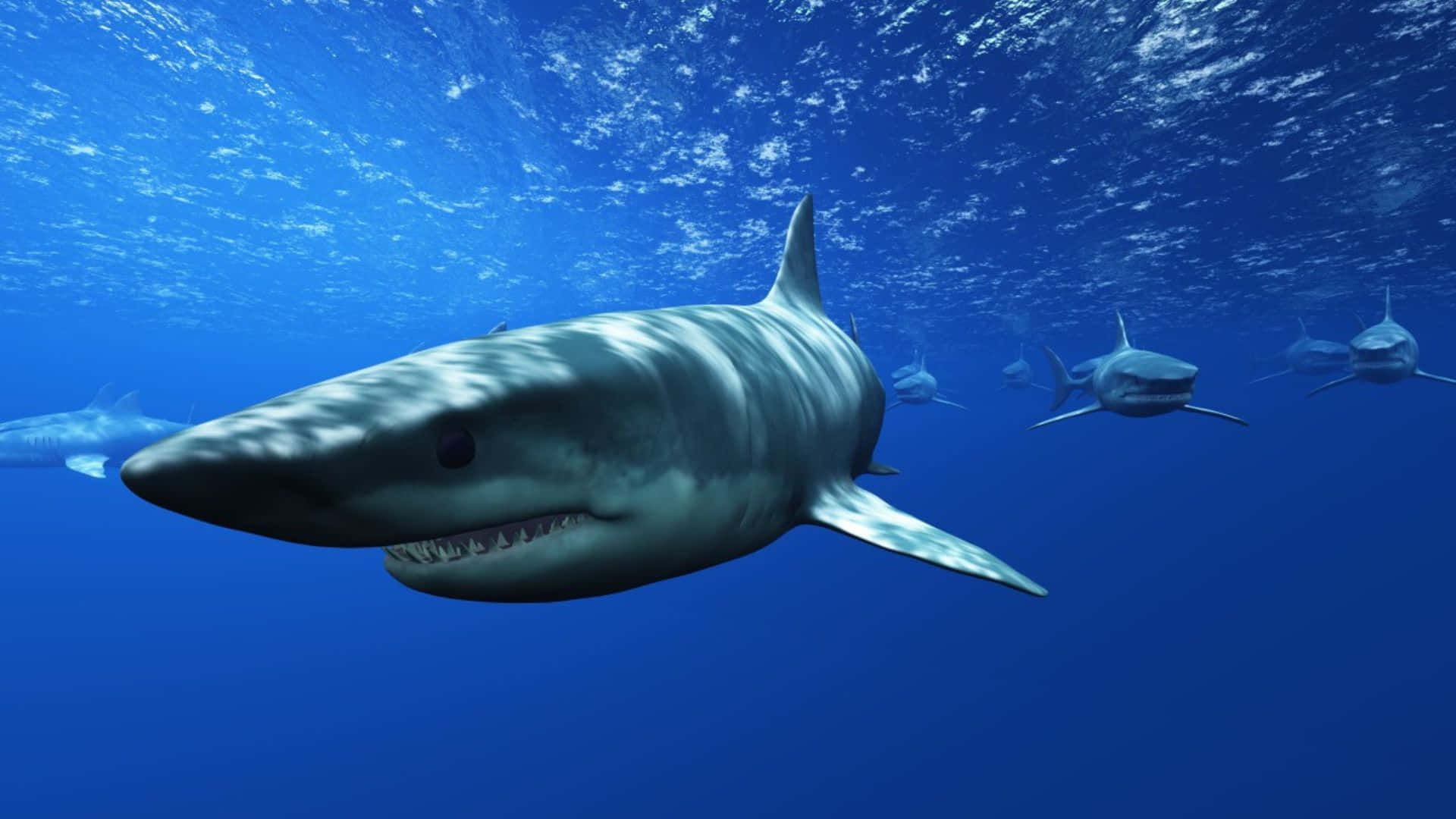 Shark Tank, great white sharks, clear blue ocean water, Full HD Desktop Wallpaper