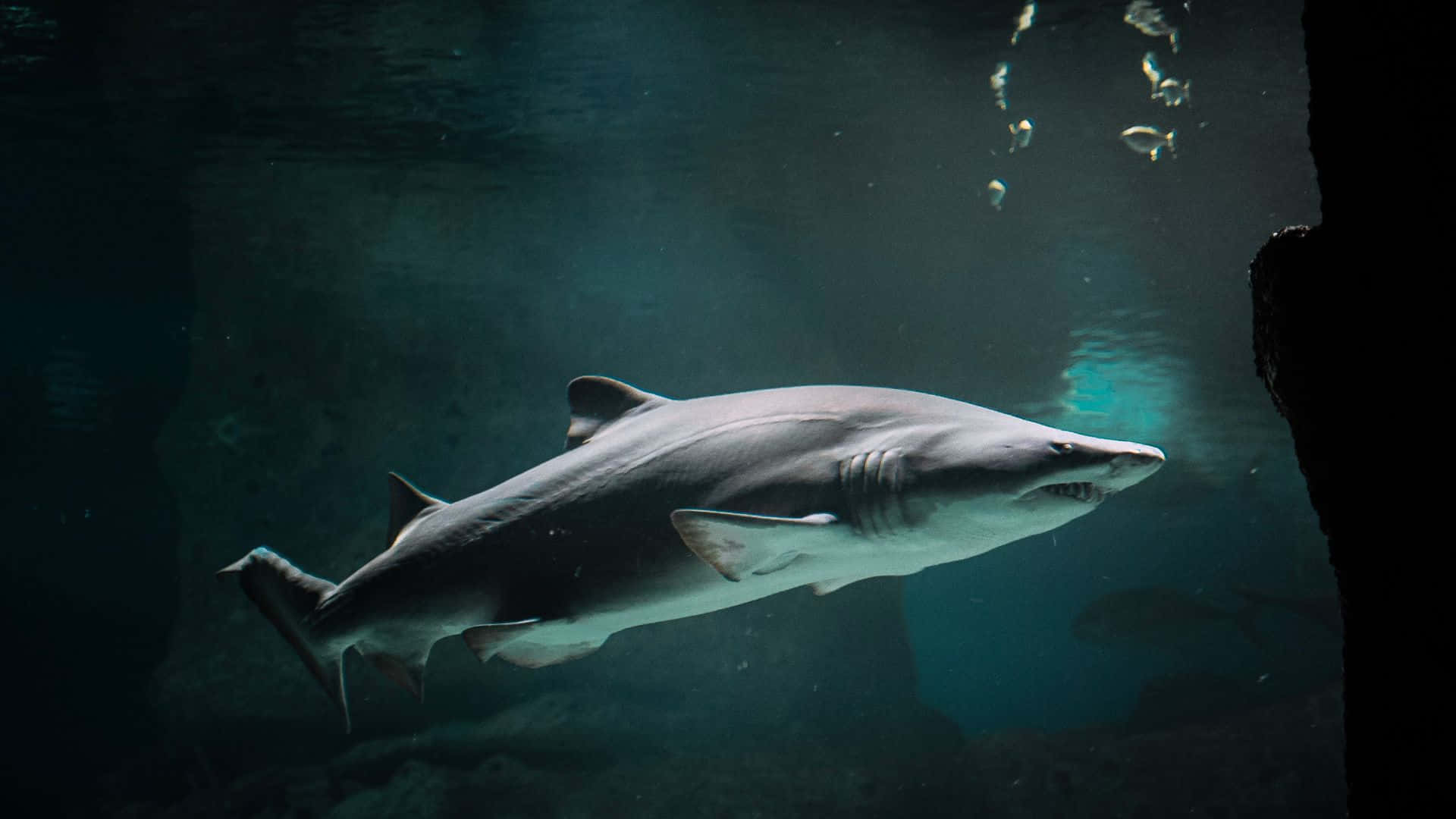 Shark Tank, shark, dimly lit water, Full HD Desktop Wallpaper