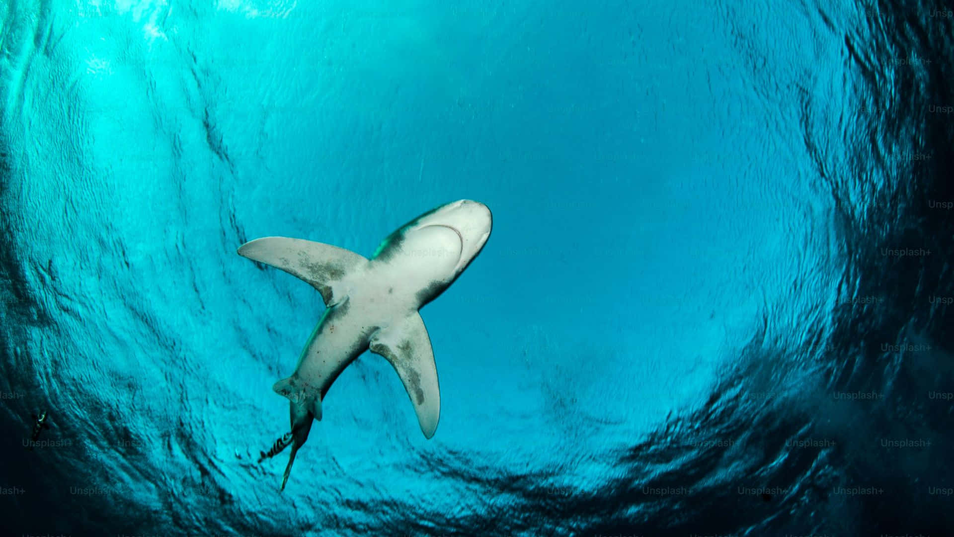 Shark Tank, turquoise water, rippling surface, Full HD Desktop Wallpaper