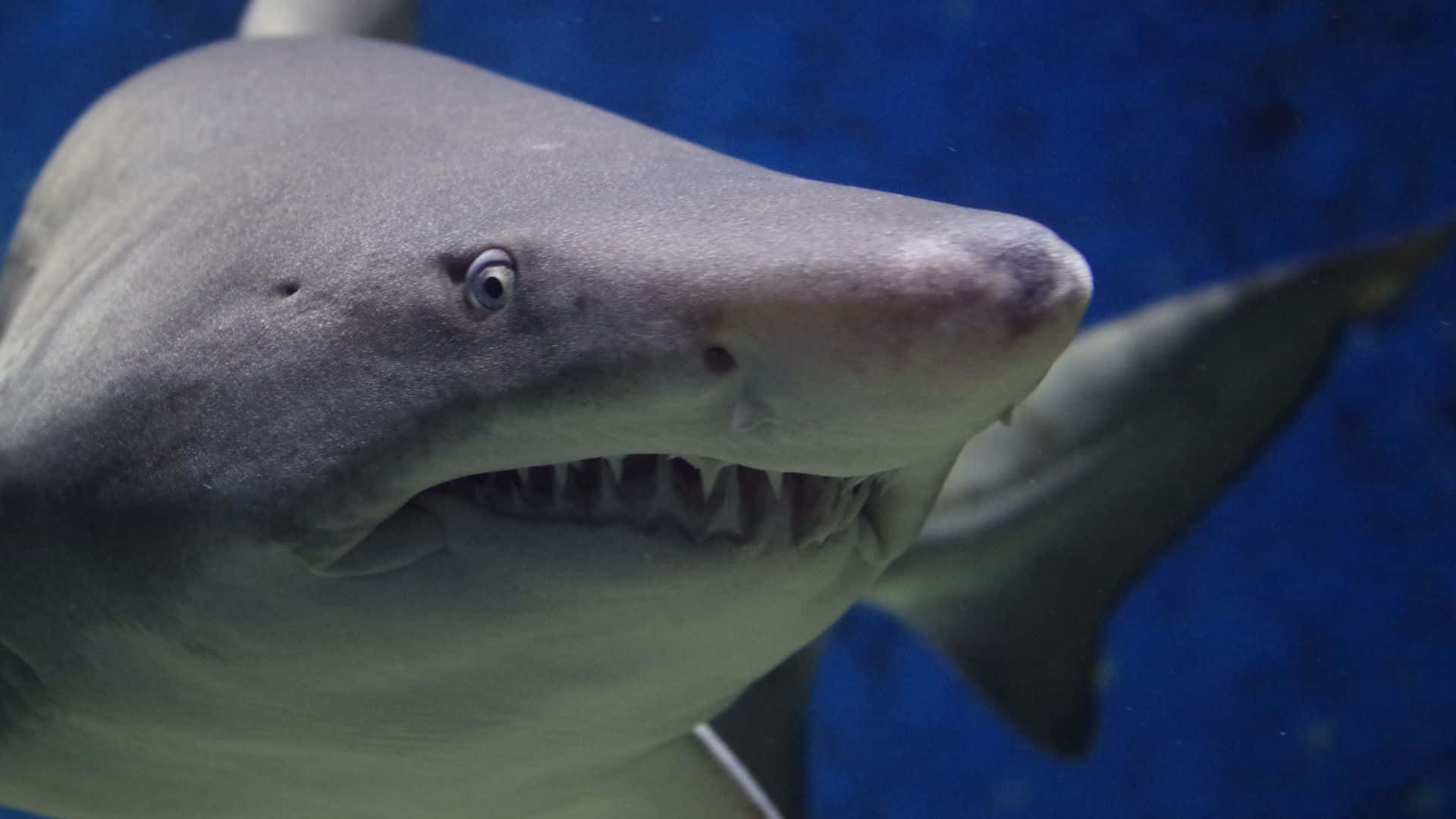 Shark Tank, gray shark, sharp teeth, Full HD Desktop Wallpaper