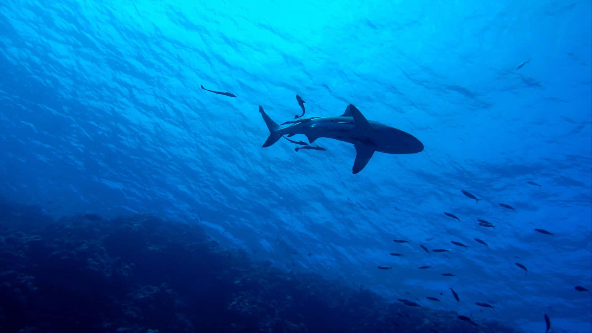 Shark Tank, deep blue ocean water, coral reef, Full HD Desktop Wallpaper