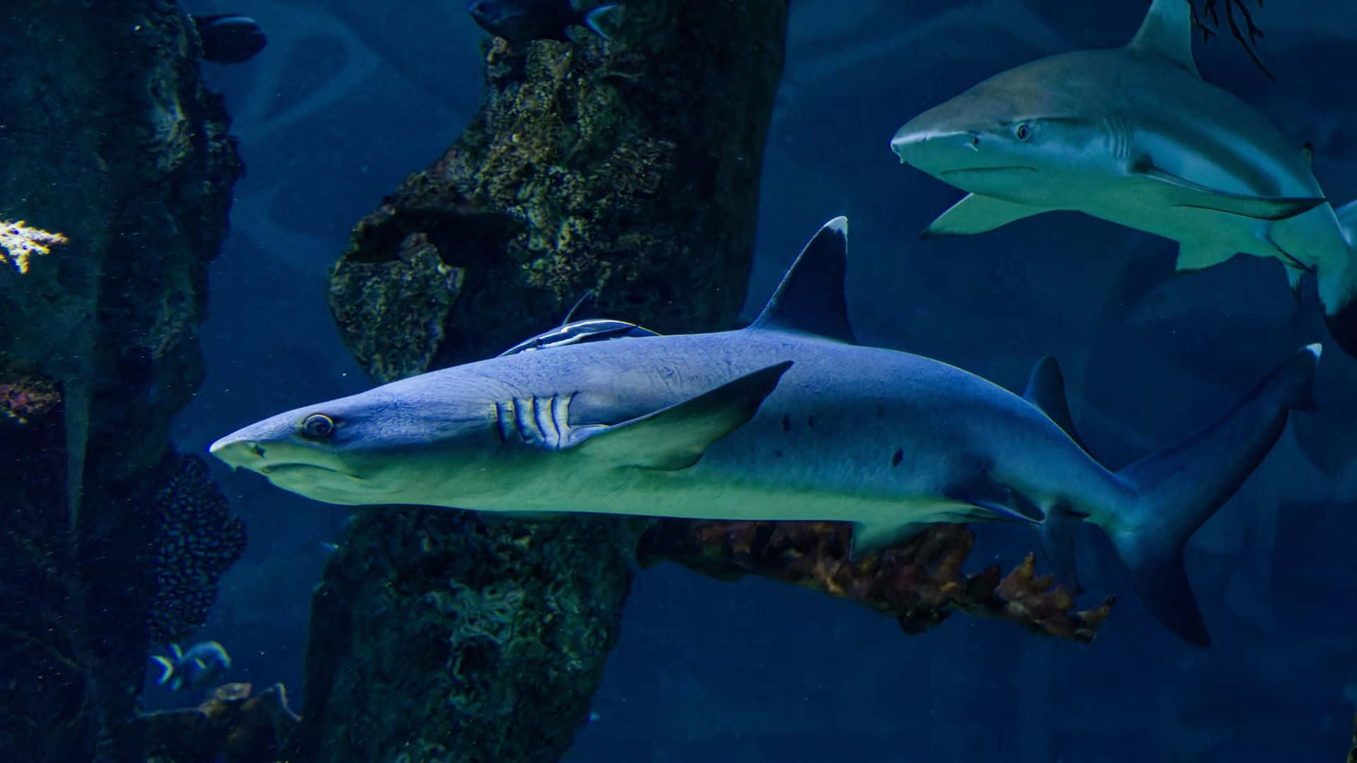 Shark Tank, deep blue water, rocky coral formations, Full HD Desktop Wallpaper