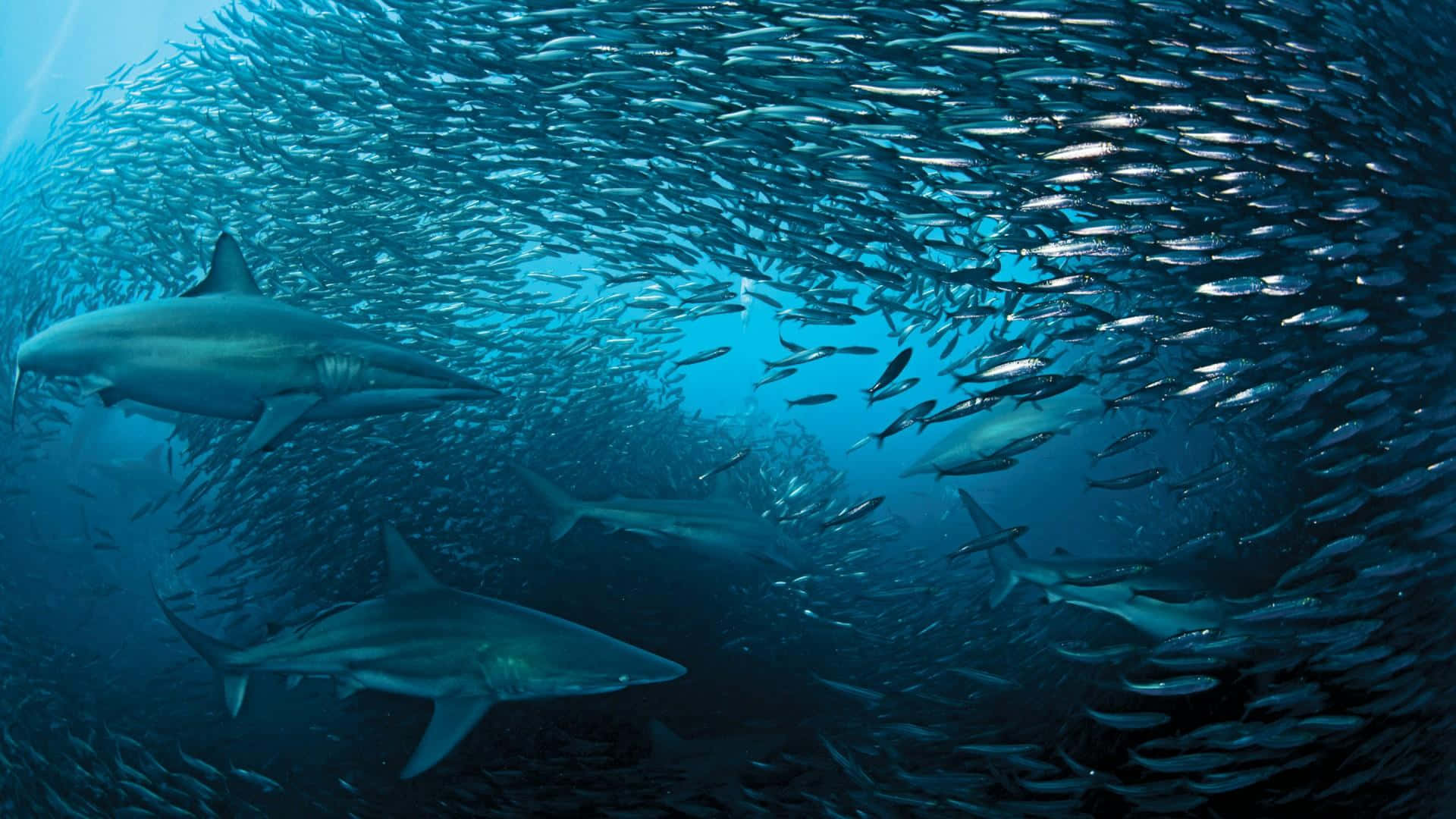 sharks, sardine bait ball, swirling vortex, Full HD Desktop Wallpaper