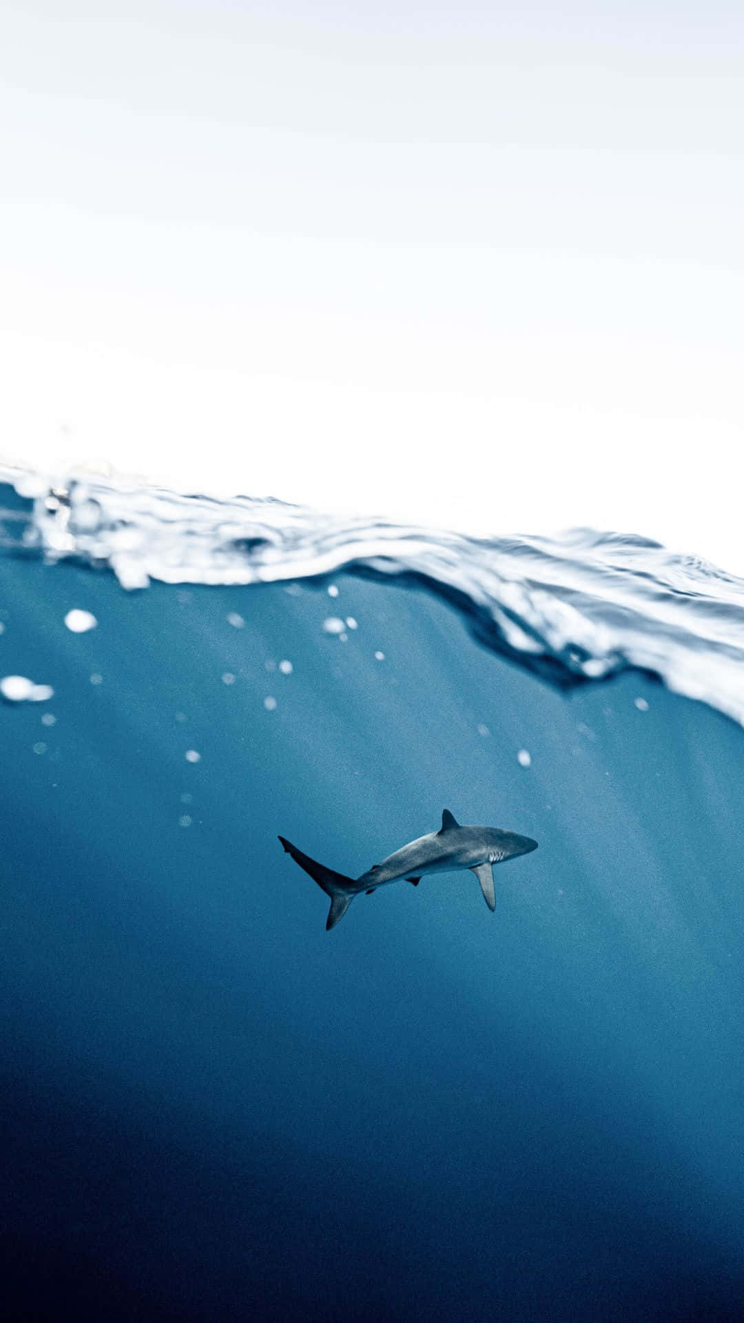 Black Shark, deep blue ocean, sunlit surface, Full HD Phone Wallpaper