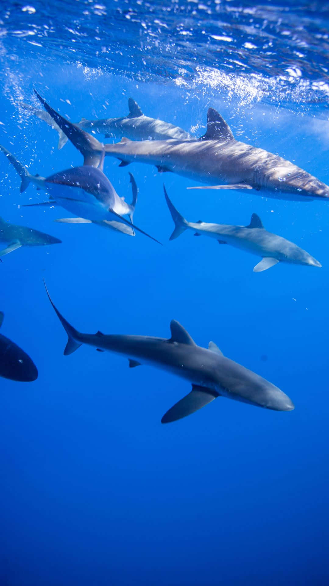 Black Shark, battalions of black shark, deep blue sea, Full HD Phone Wallpaper