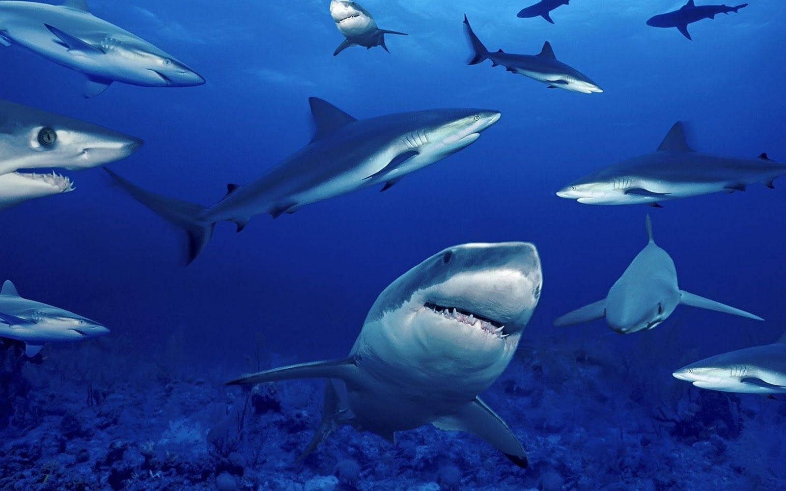sharks, ocean, deep blue ocean waters, HD Desktop Wallpaper