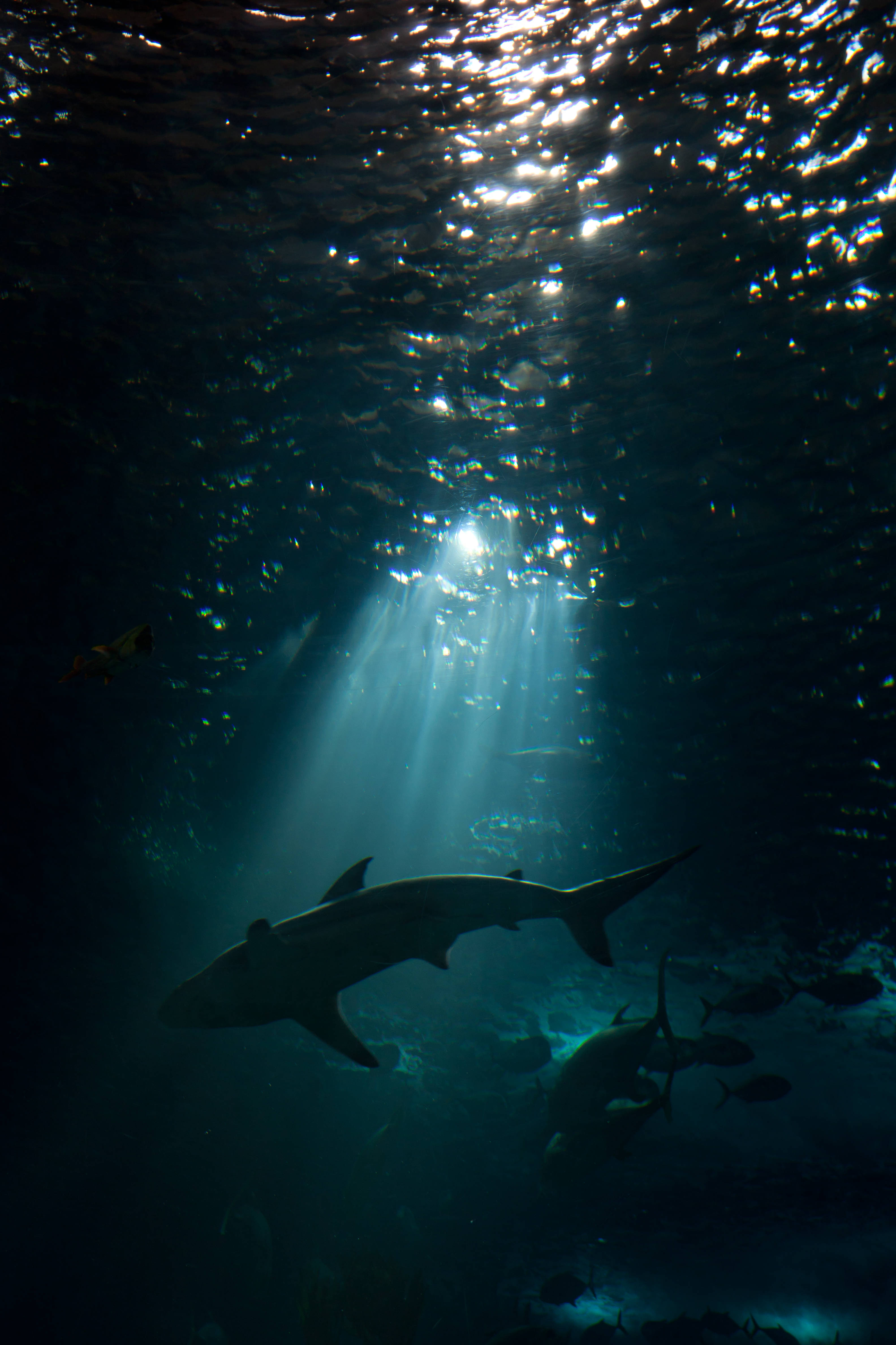 shark, deep blue water, sunbeams, 4K Phone Wallpaper