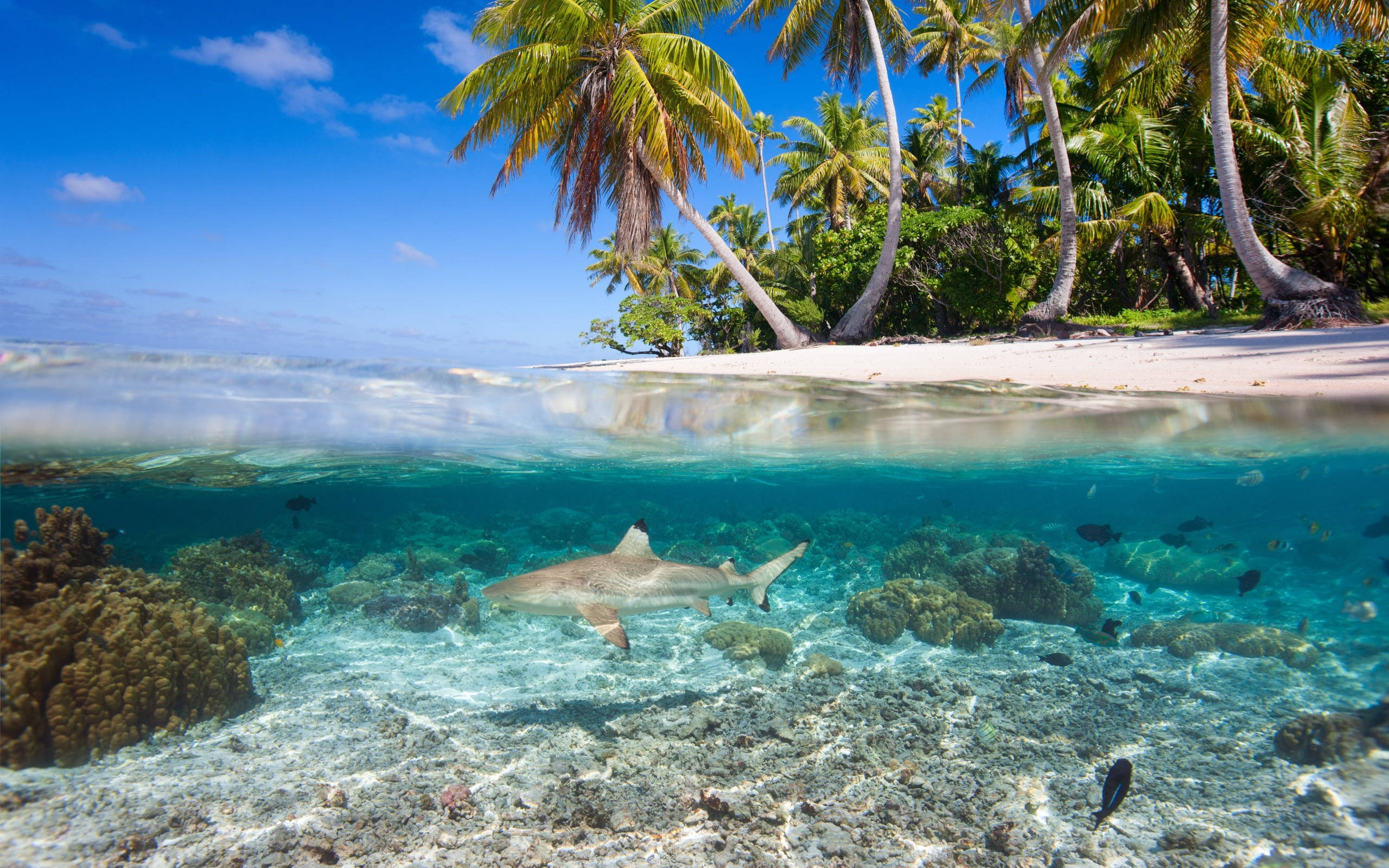 shark, coral reef, turquoise water, 2K Desktop Wallpaper