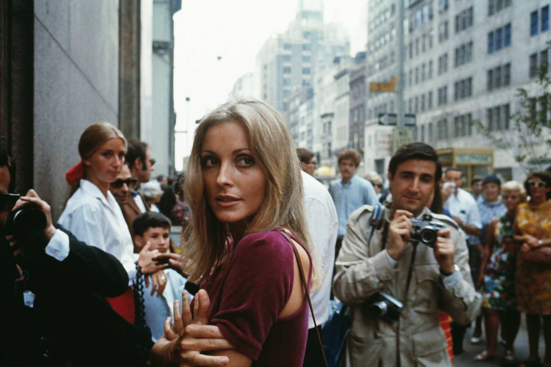 Sharon Tate, paparazzi, maroon top, Full HD Desktop Wallpaper