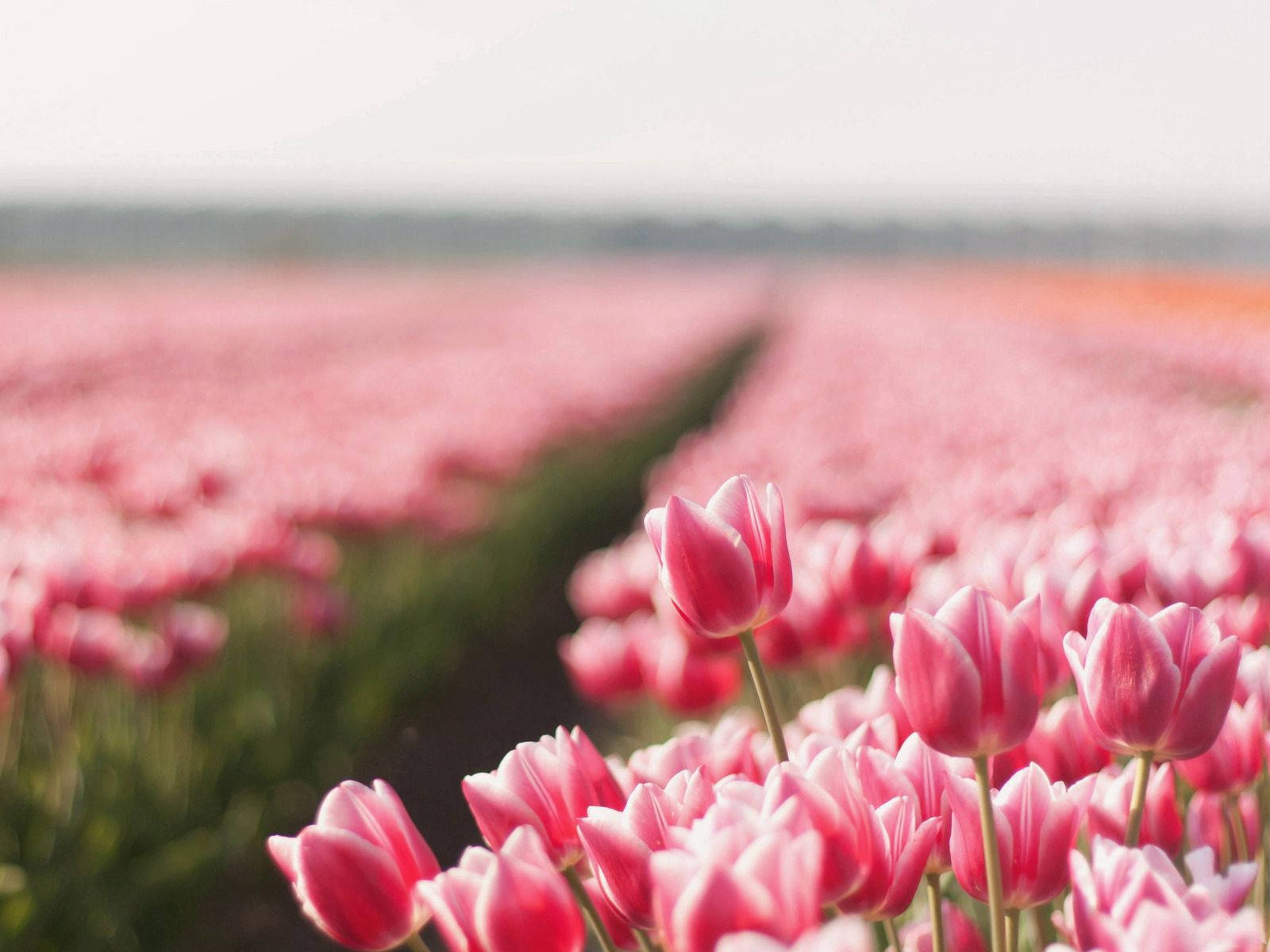 Fields Of Sharp In Pink, pink tulips, hazy sky, HD Desktop Wallpaper