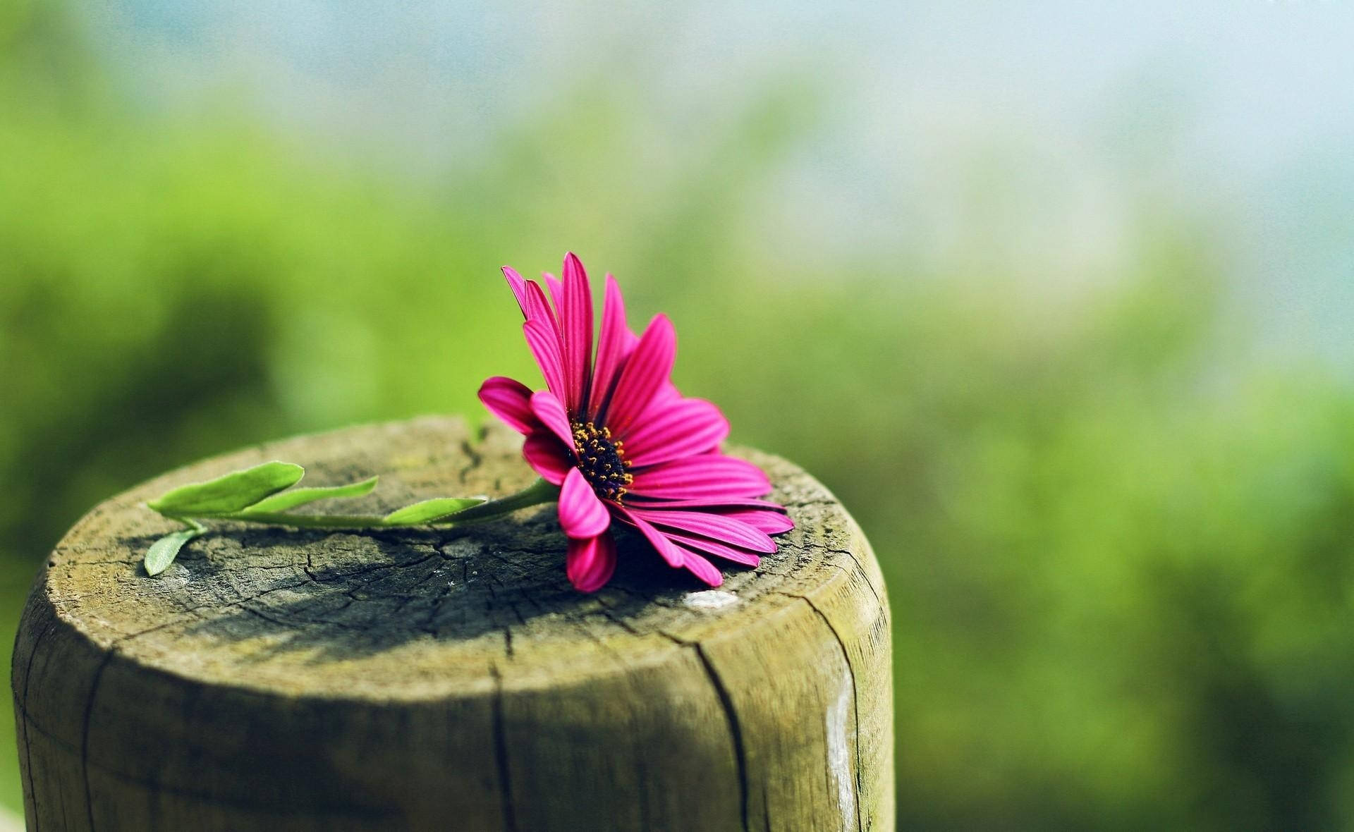 Sharp Edged Lonely Flower, vibrant pink flower, weathered wooden post, Full HD Desktop Wallpaper