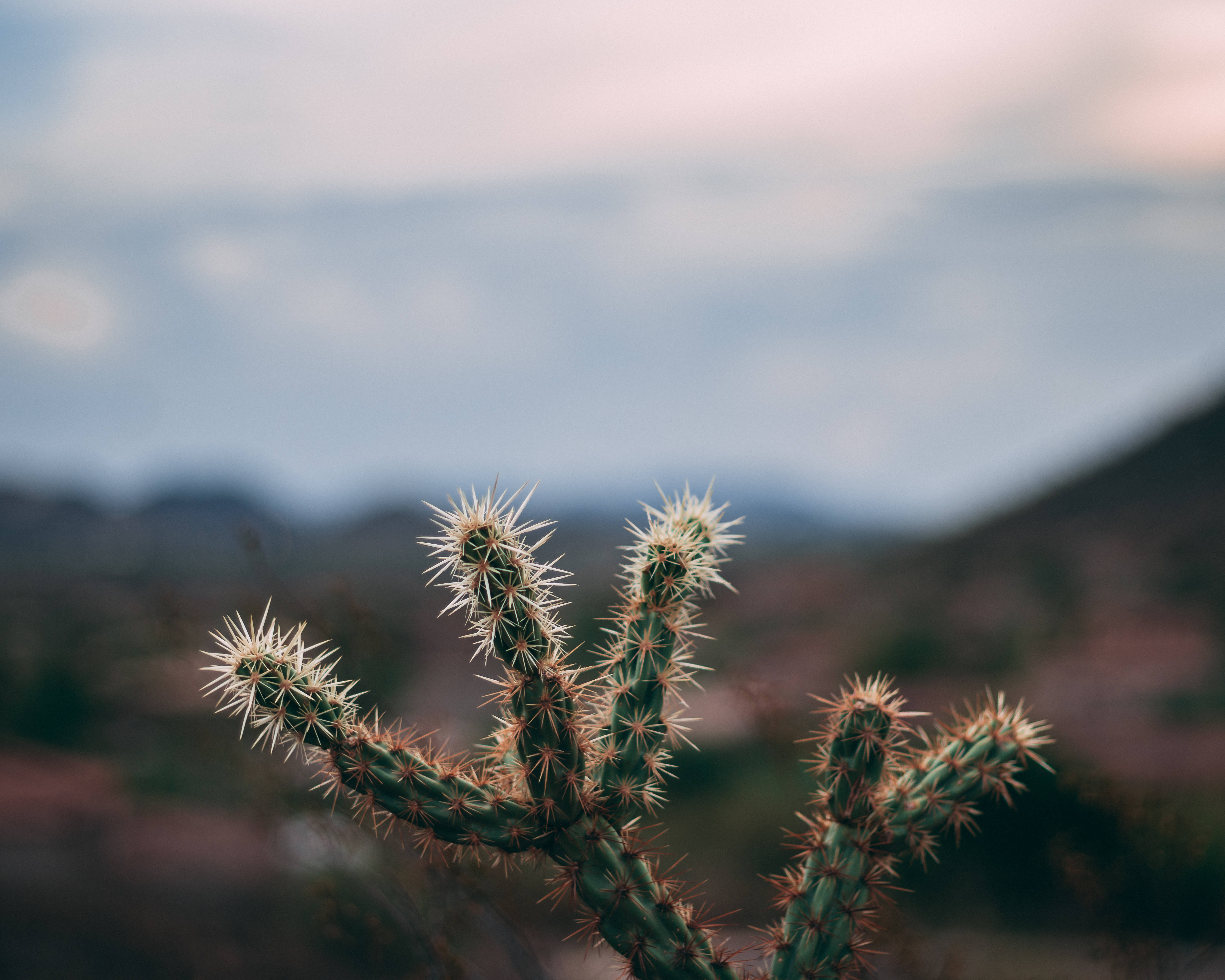 jumping cholla plant, sharp thorns, spiky green cactus, 4K Desktop Wallpaper