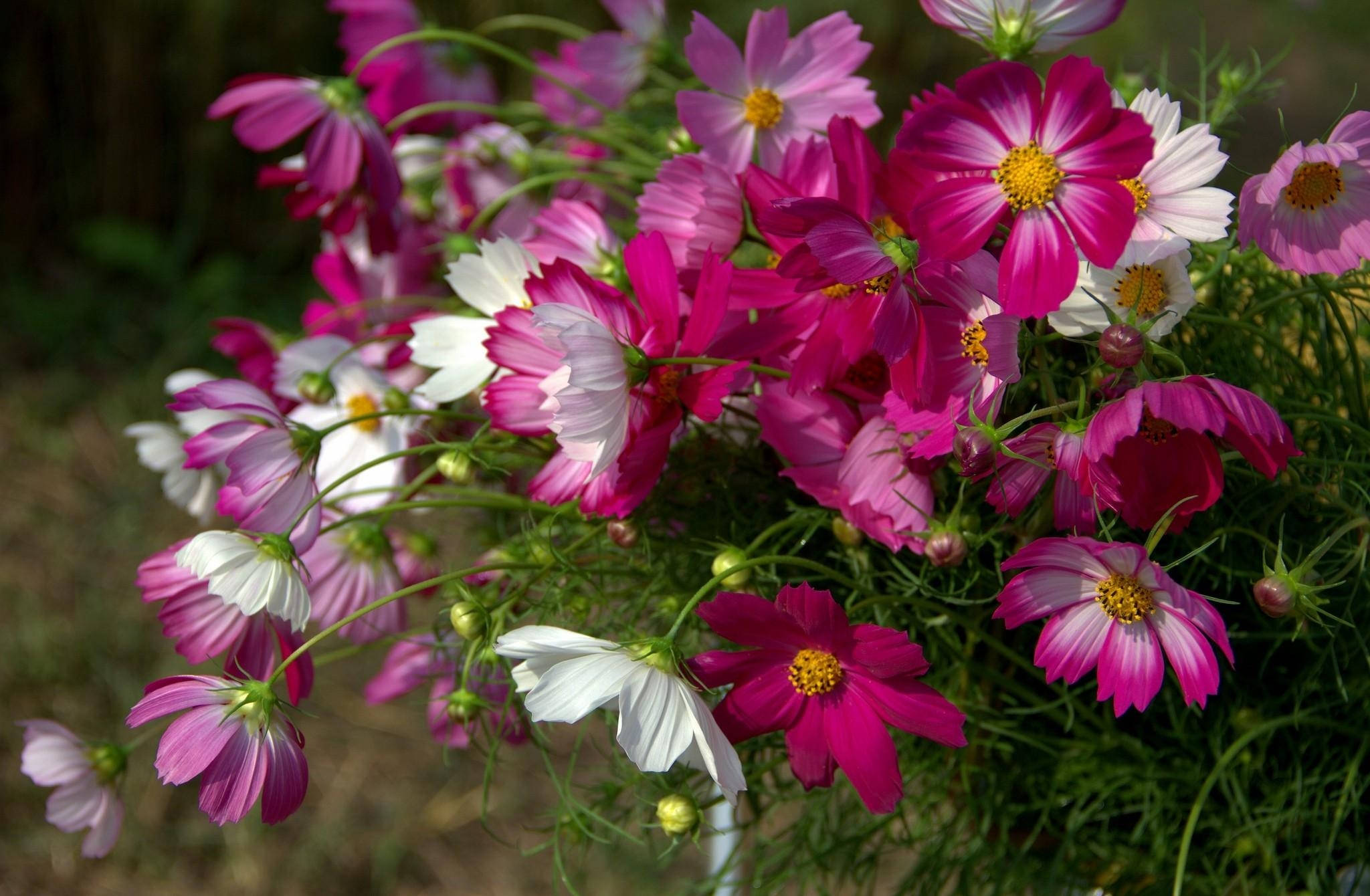 cosmos, sharp pink, white, Full HD Desktop Wallpaper