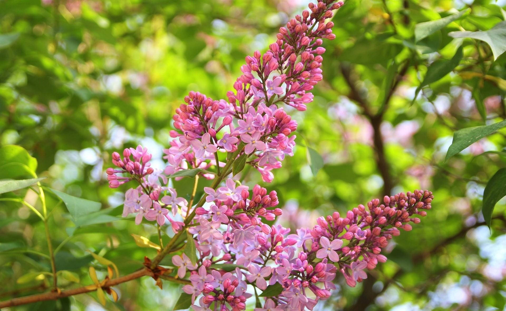 lilac, sharp pink, pink lilac blossoms, Full HD Desktop Wallpaper