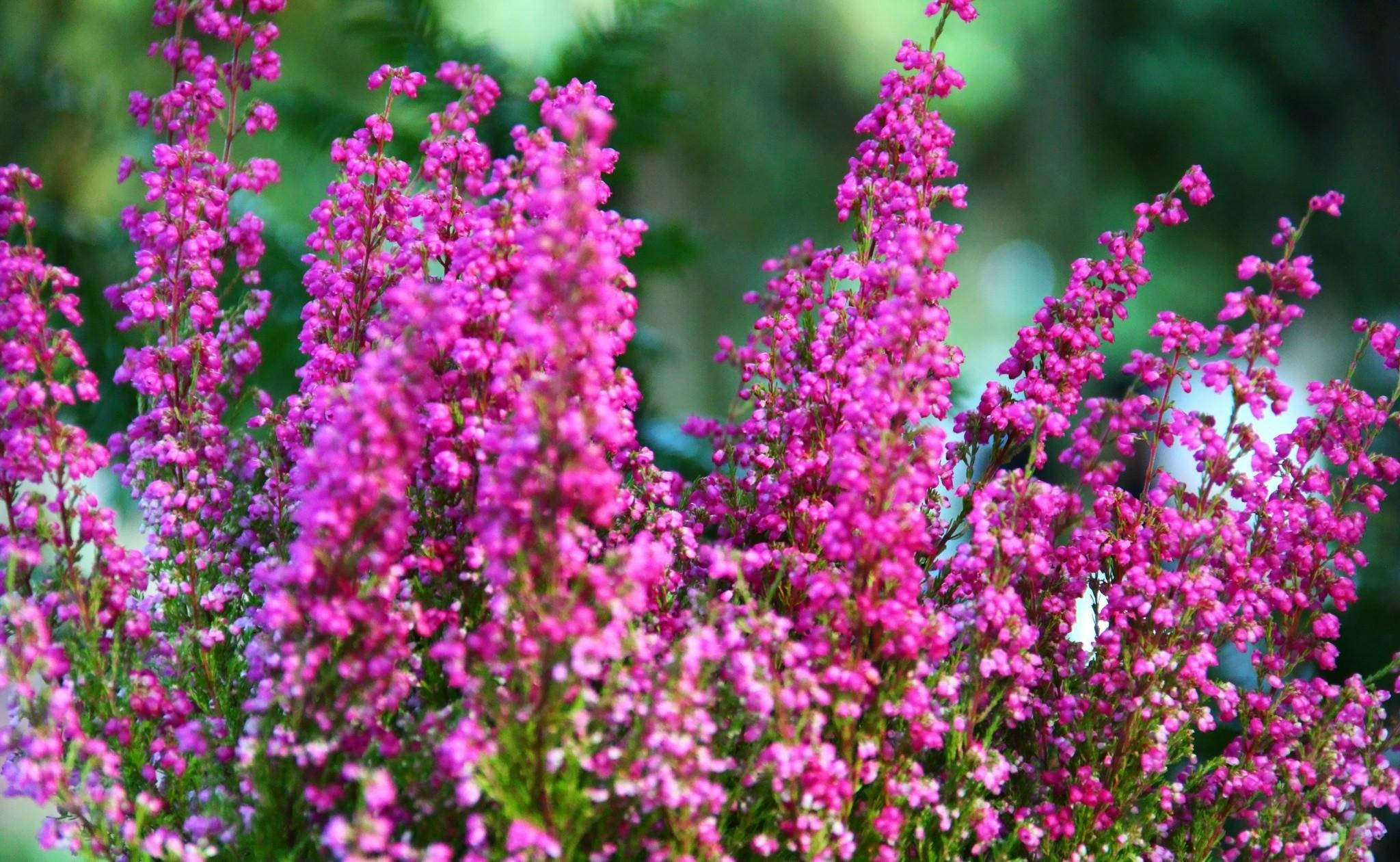 Sharp, pink, bell heather, Full HD Desktop Wallpaper