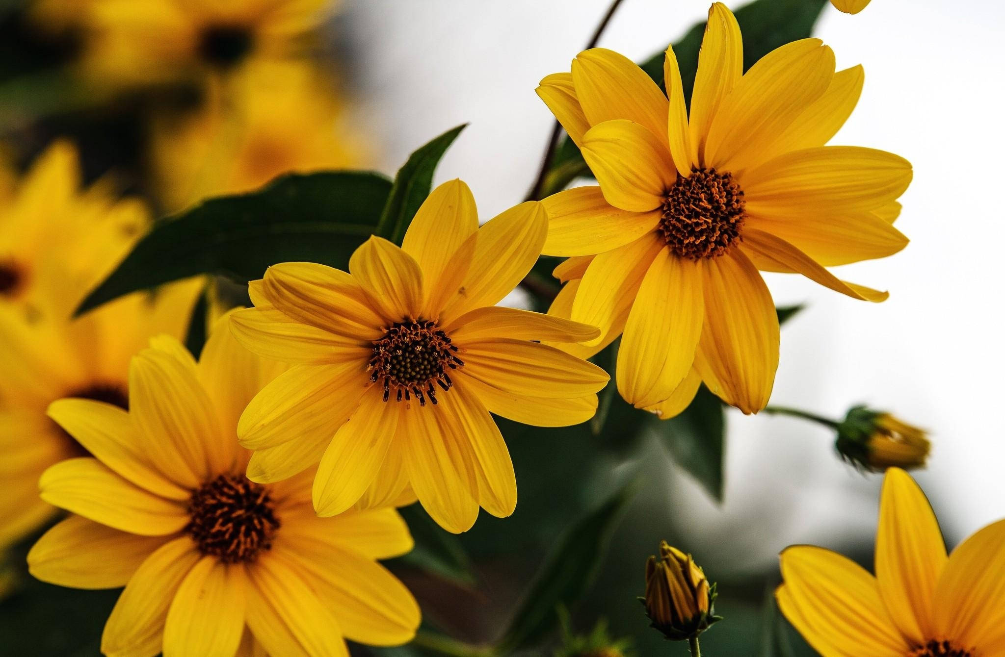 sunflower, sharp yellow, vibrant yellow, Full HD Desktop Wallpaper