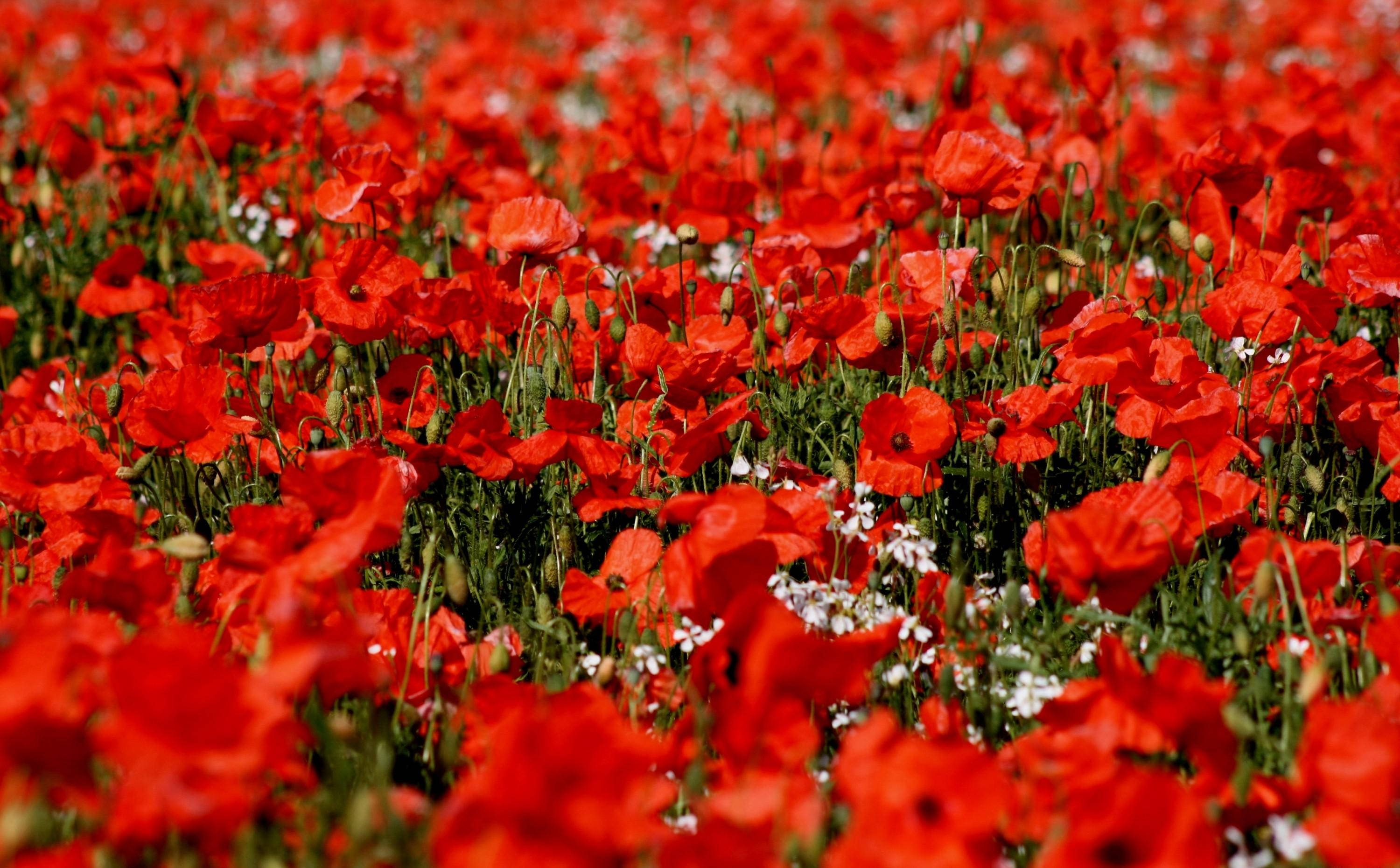 Sharp Fields Of Corn Poppy, red poppies, white flowers, 2K Desktop Wallpaper