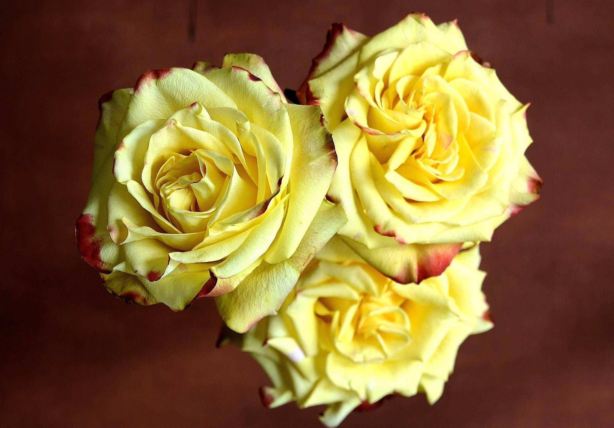Three Sharp Colored Yellow Roses, yellow roses, red-tipped petals, Full HD Desktop Wallpaper