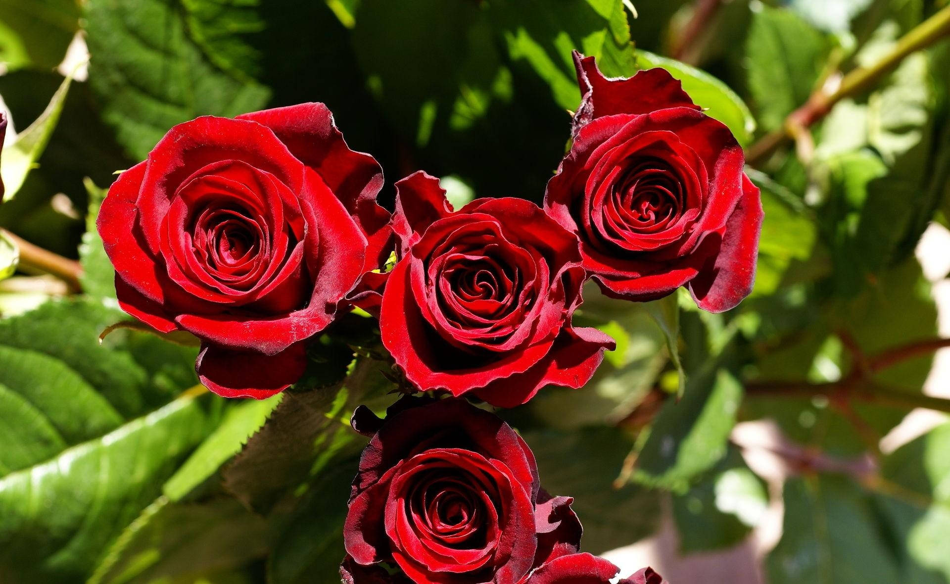 Sharp Red Roses, deep red, lush green leaves, Full HD Desktop Wallpaper