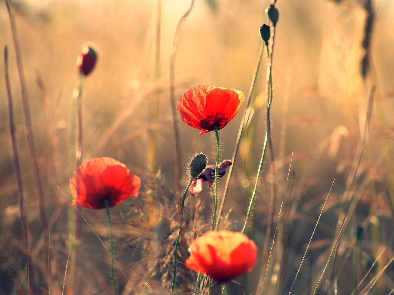 Sharp, color poppy, vibrant red poppies, HD Desktop Wallpaper