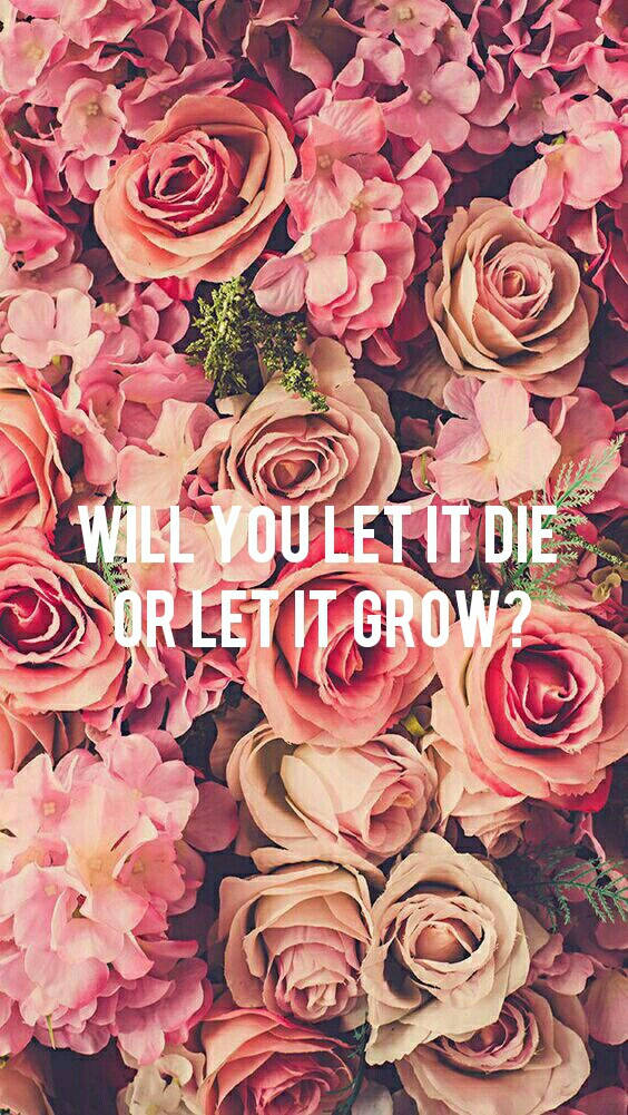 Shawn Mendes, roses, pink roses, SD Phone Wallpaper