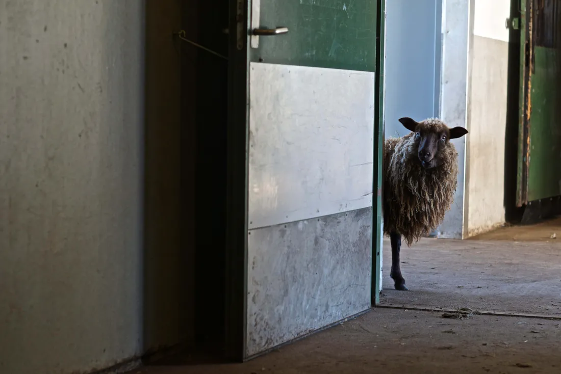 Sheep