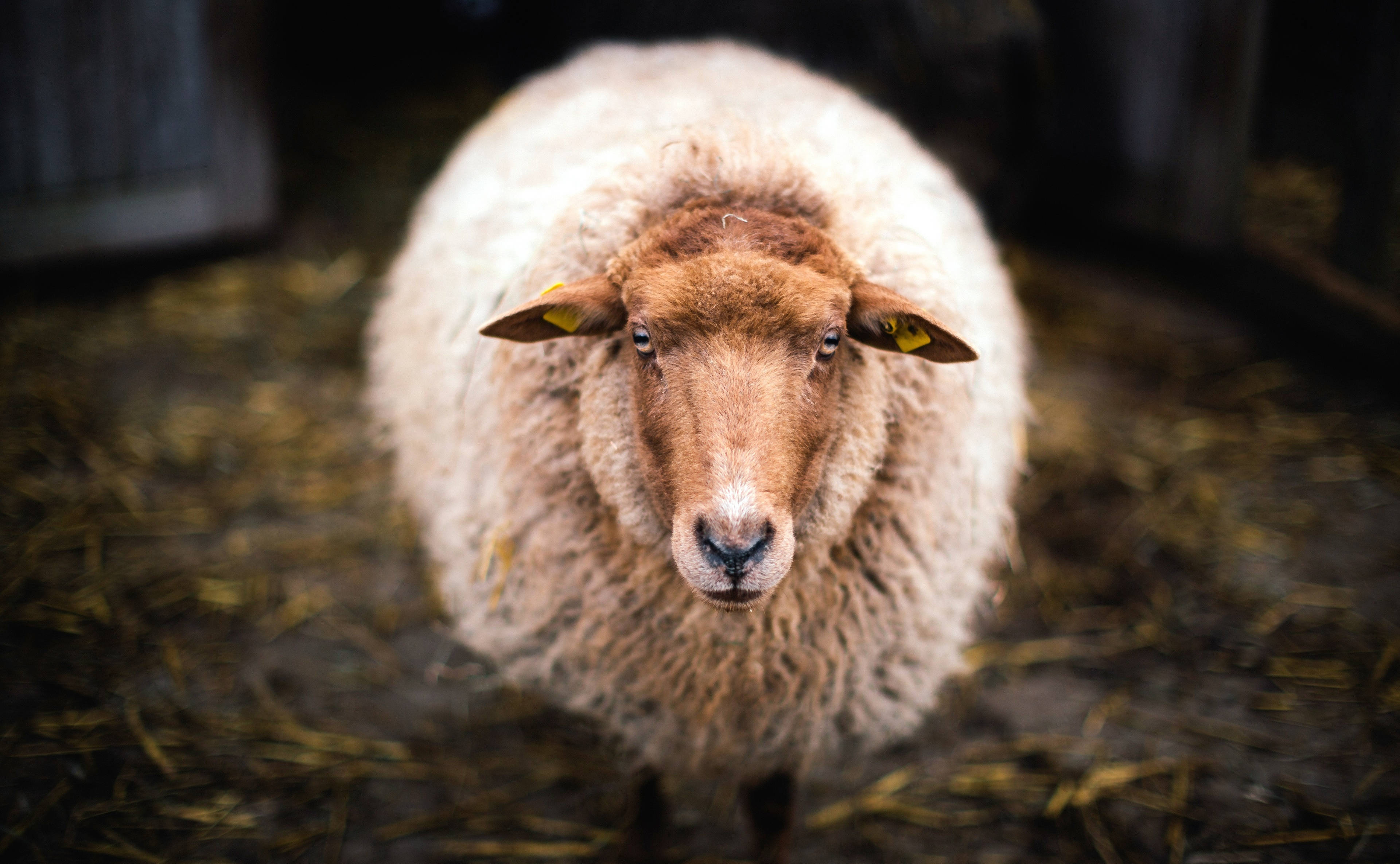 fluffy white sheep, brown face, yellow ear tags, 4K Desktop Wallpaper