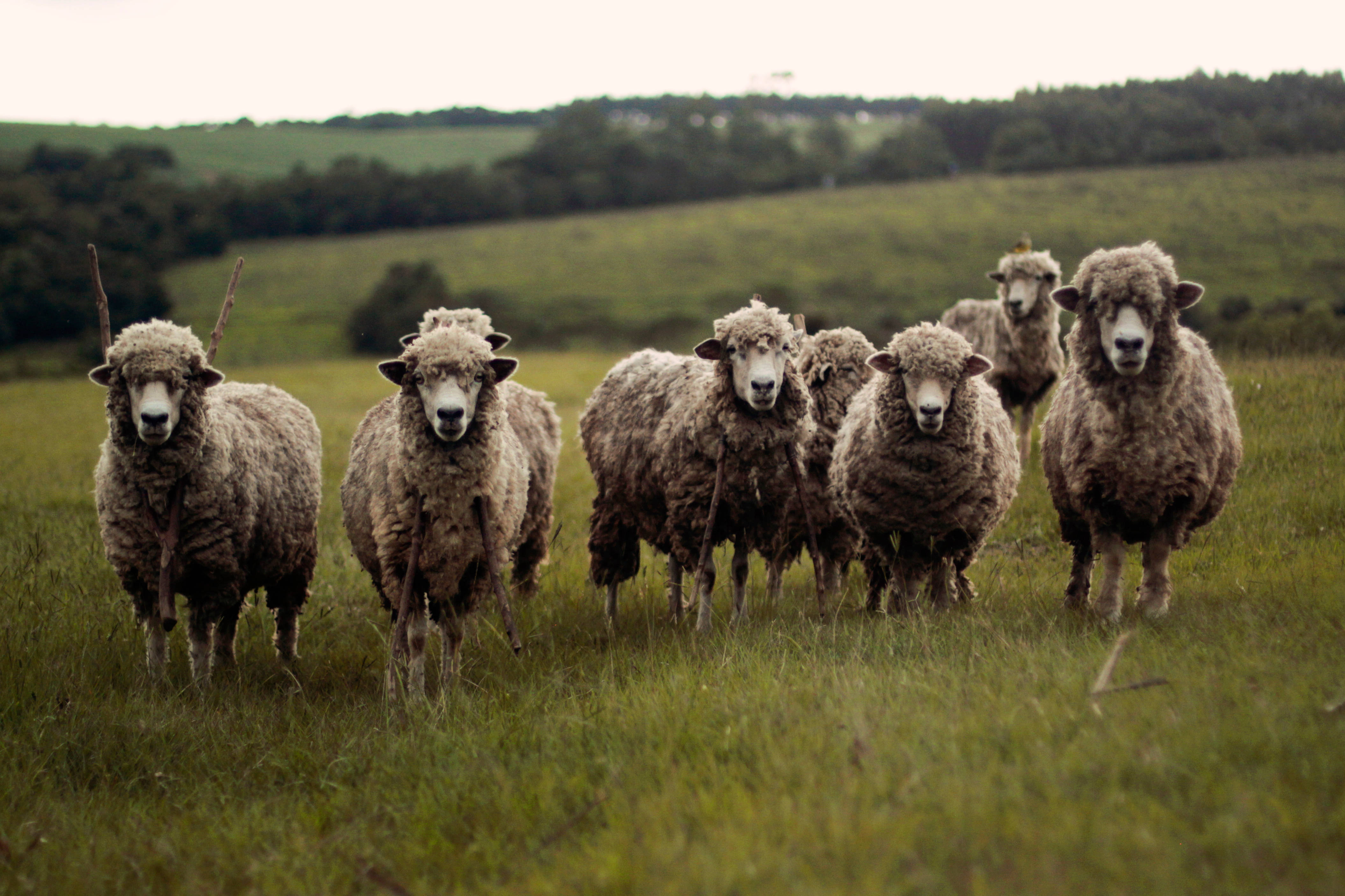sheep, flock, lush green pasture, 4K Desktop Wallpaper