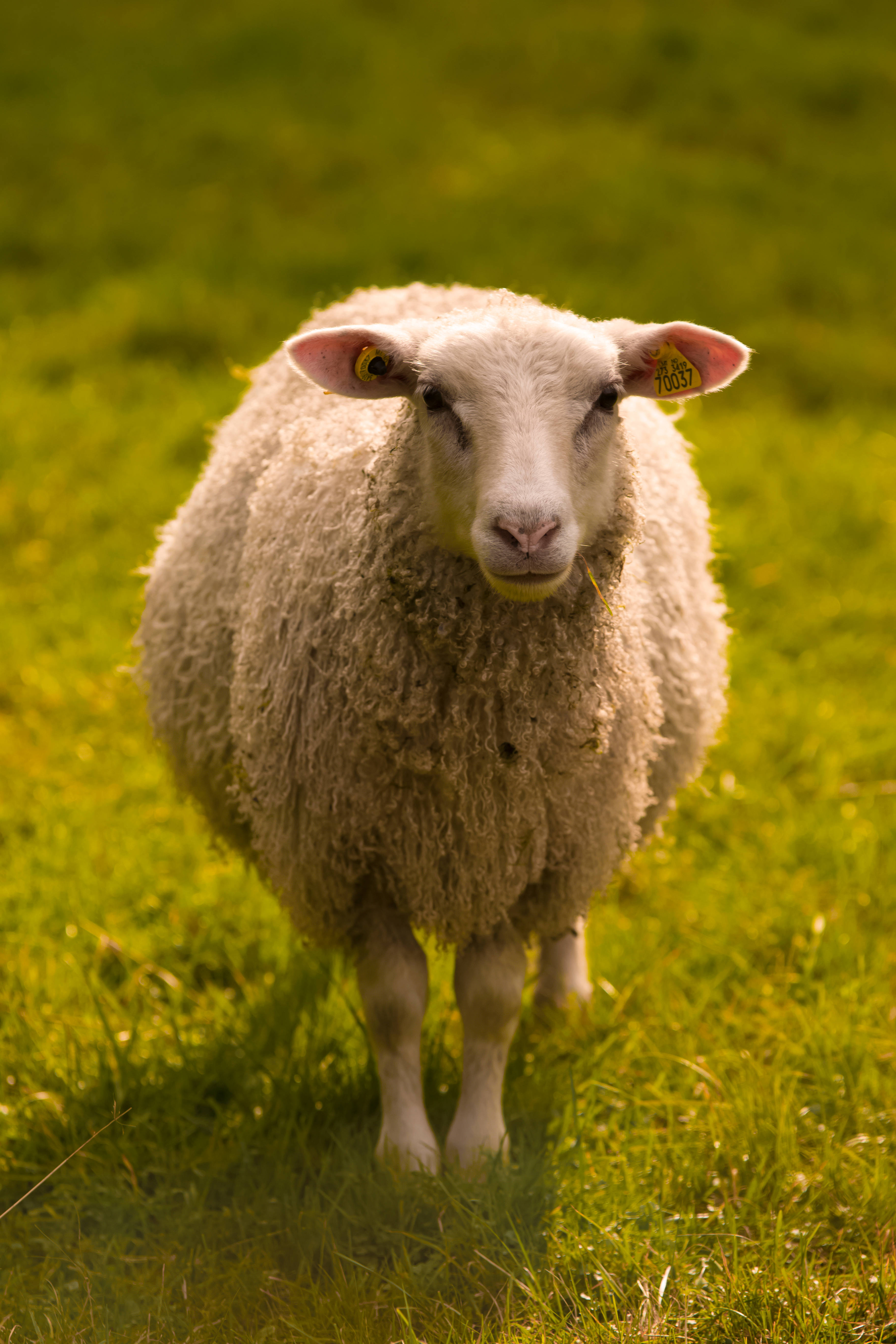 sheep, white, yellow ear tags, 5K Phone Wallpaper