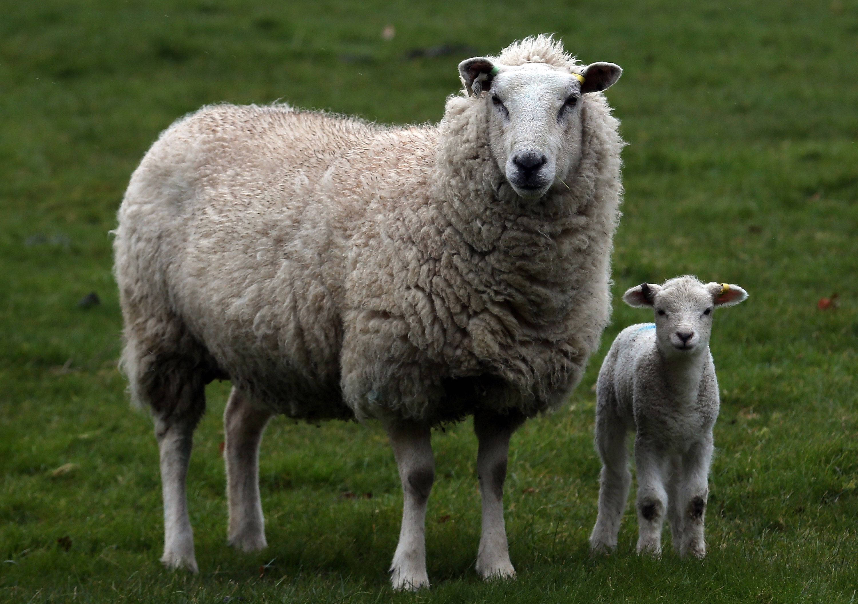 lamb, big sheep, lush green pasture, 2K Desktop Wallpaper