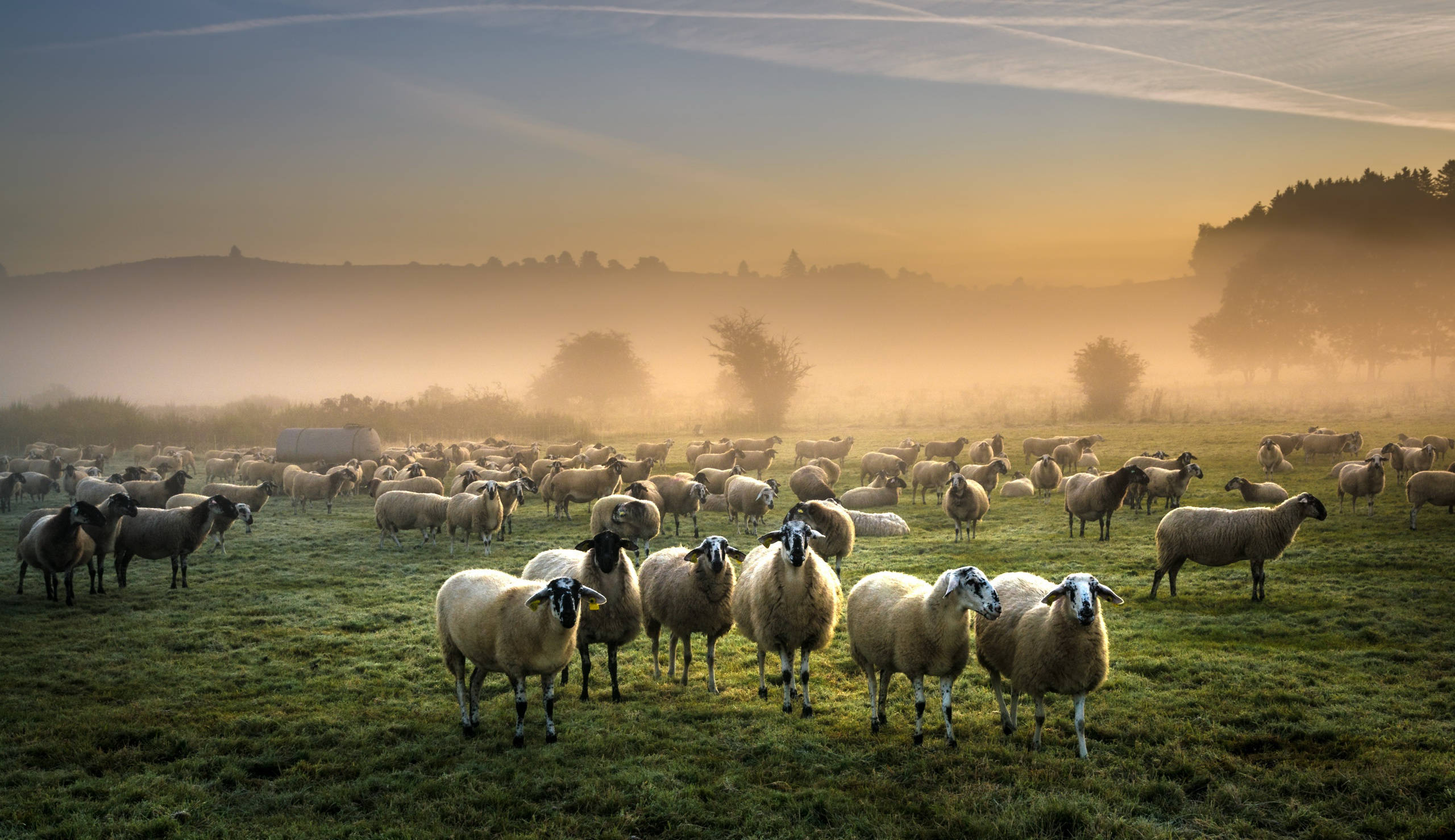sheep, misty meadow, sunrise, 2K Desktop Wallpaper
