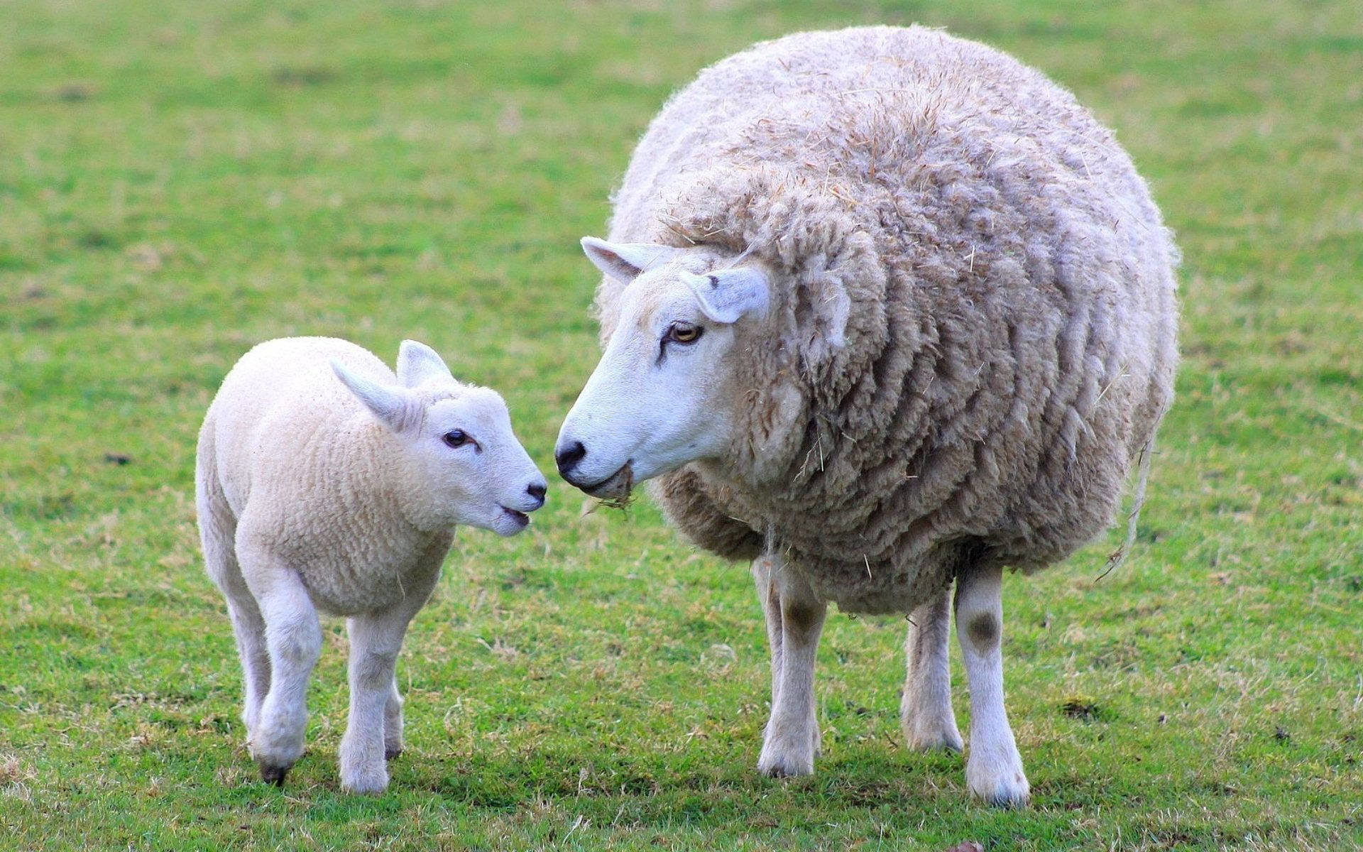 lamb, fluffy aesthetic, sheep mother, Full HD Desktop Wallpaper