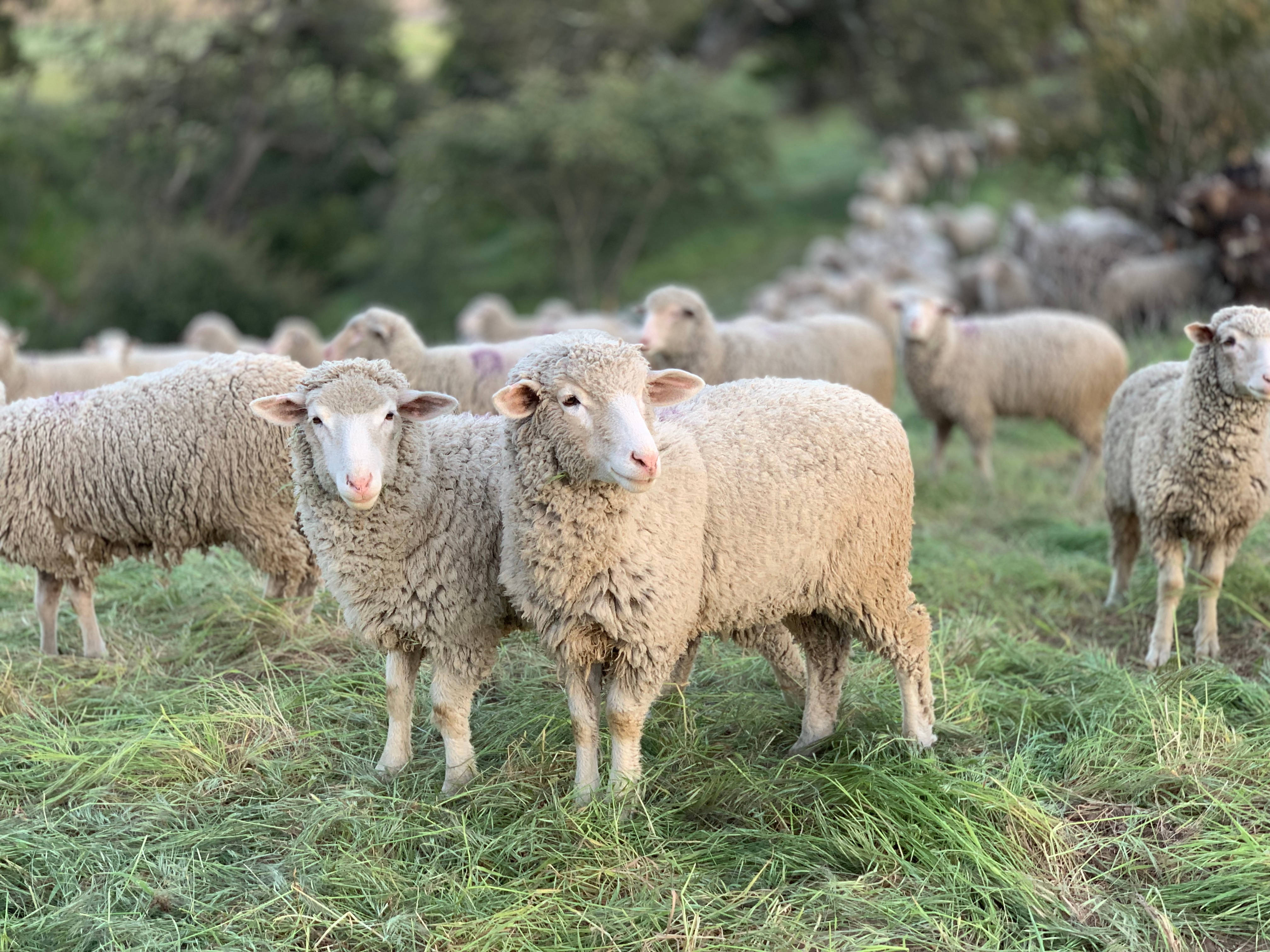 sheep, fluffy, sunlit, 4K Desktop Wallpaper