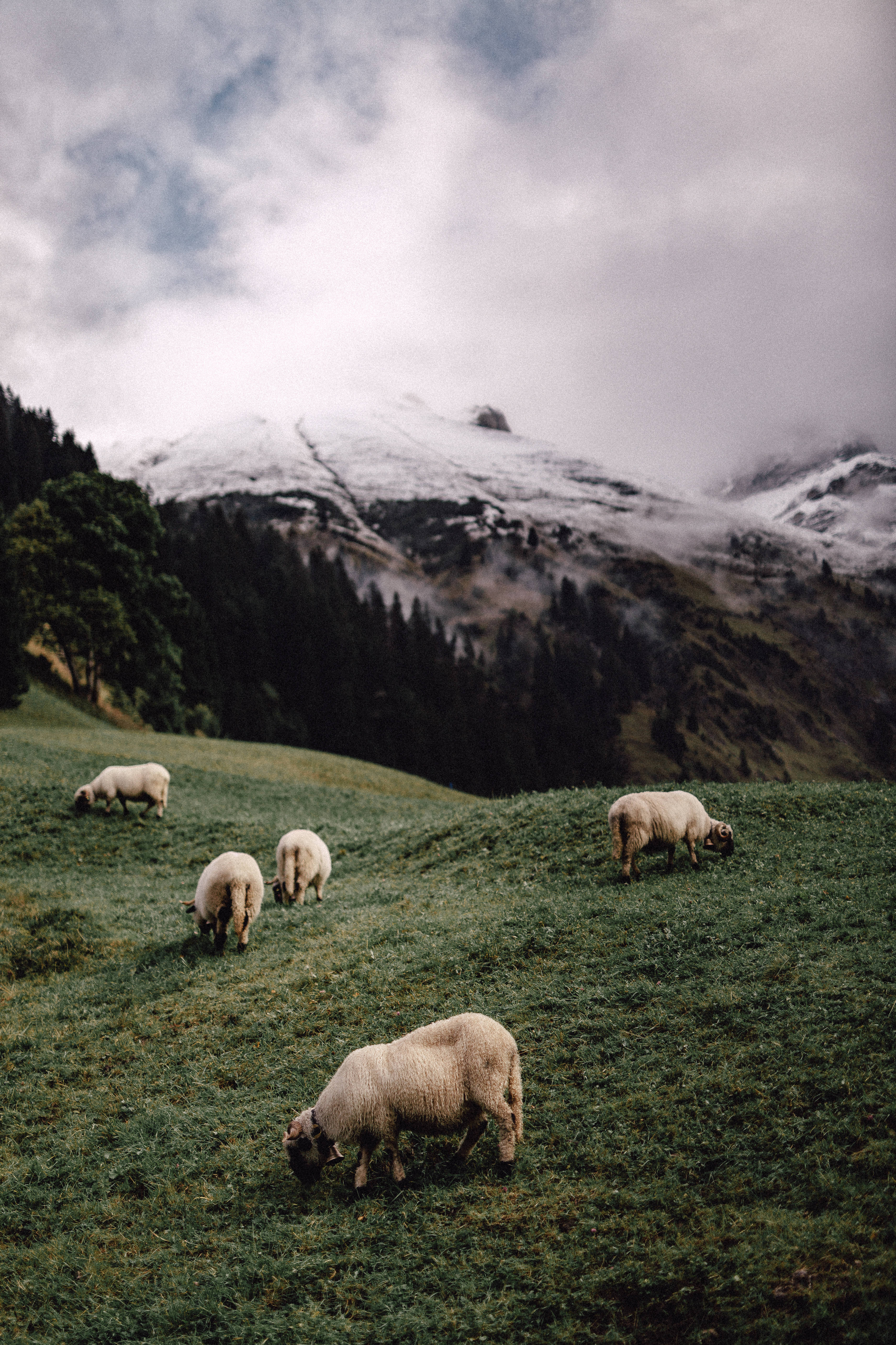 five sheep, lush green hillside, cloudy sky, 5K Phone Wallpaper