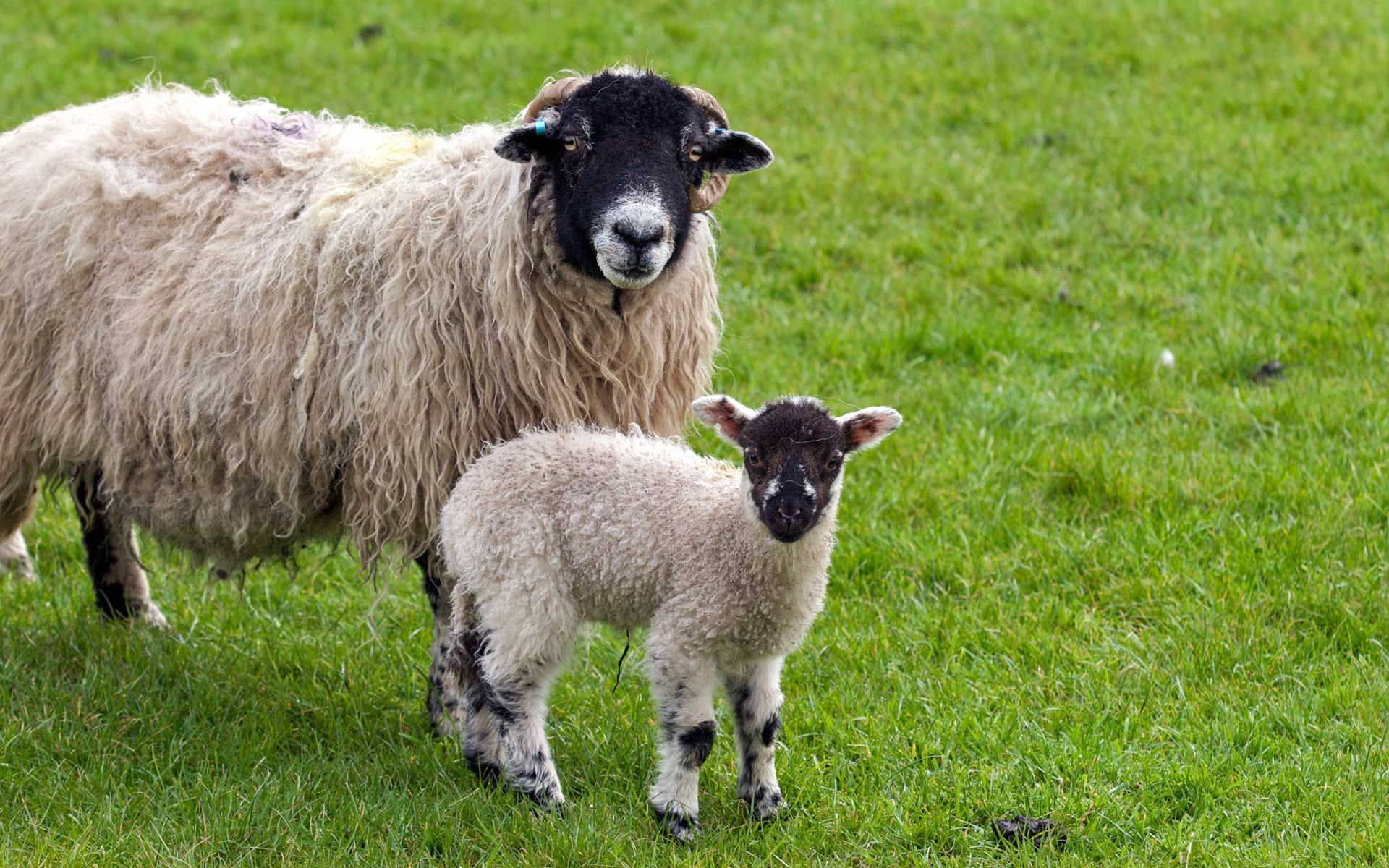lamb, black and white, mother, Full HD Desktop Wallpaper