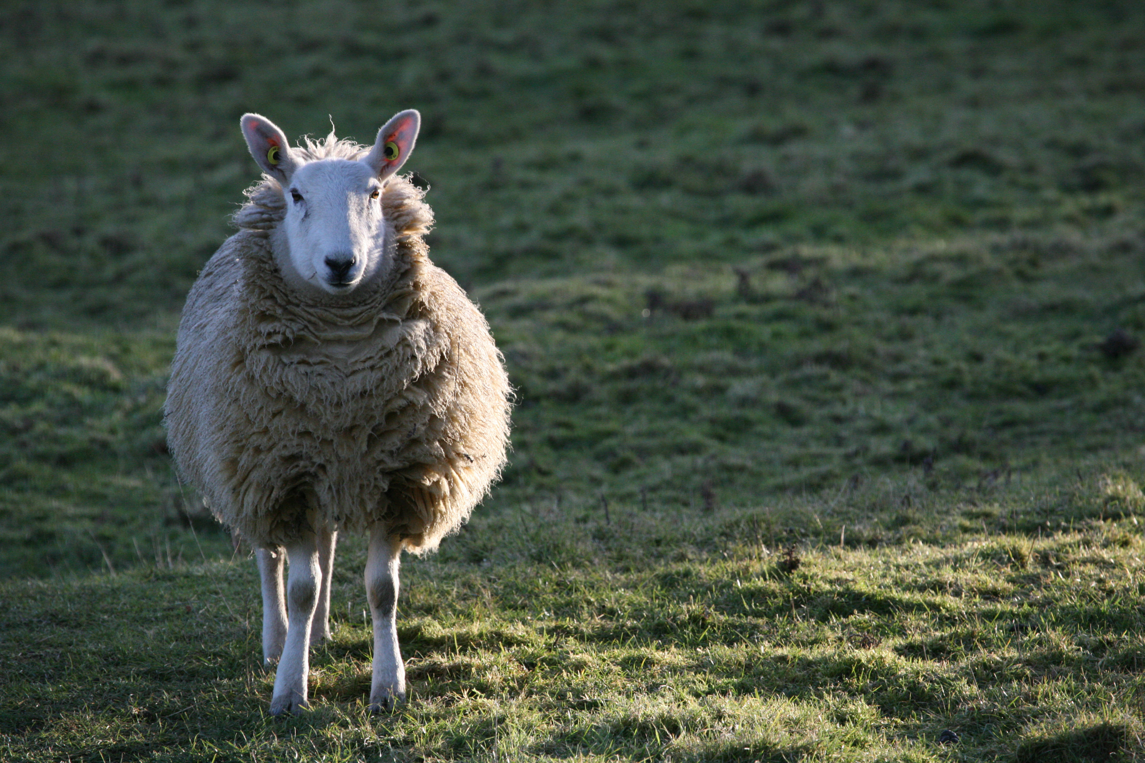 sheep, white, yellow ear tags, 4K Desktop Wallpaper