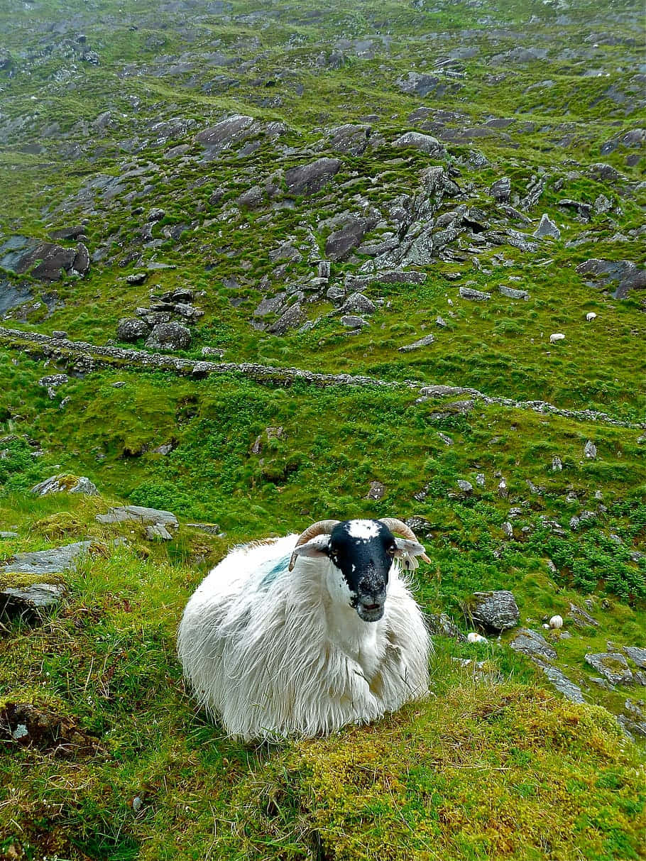 cute country sheep, fluffy white sheep, black face, SD Phone Wallpaper