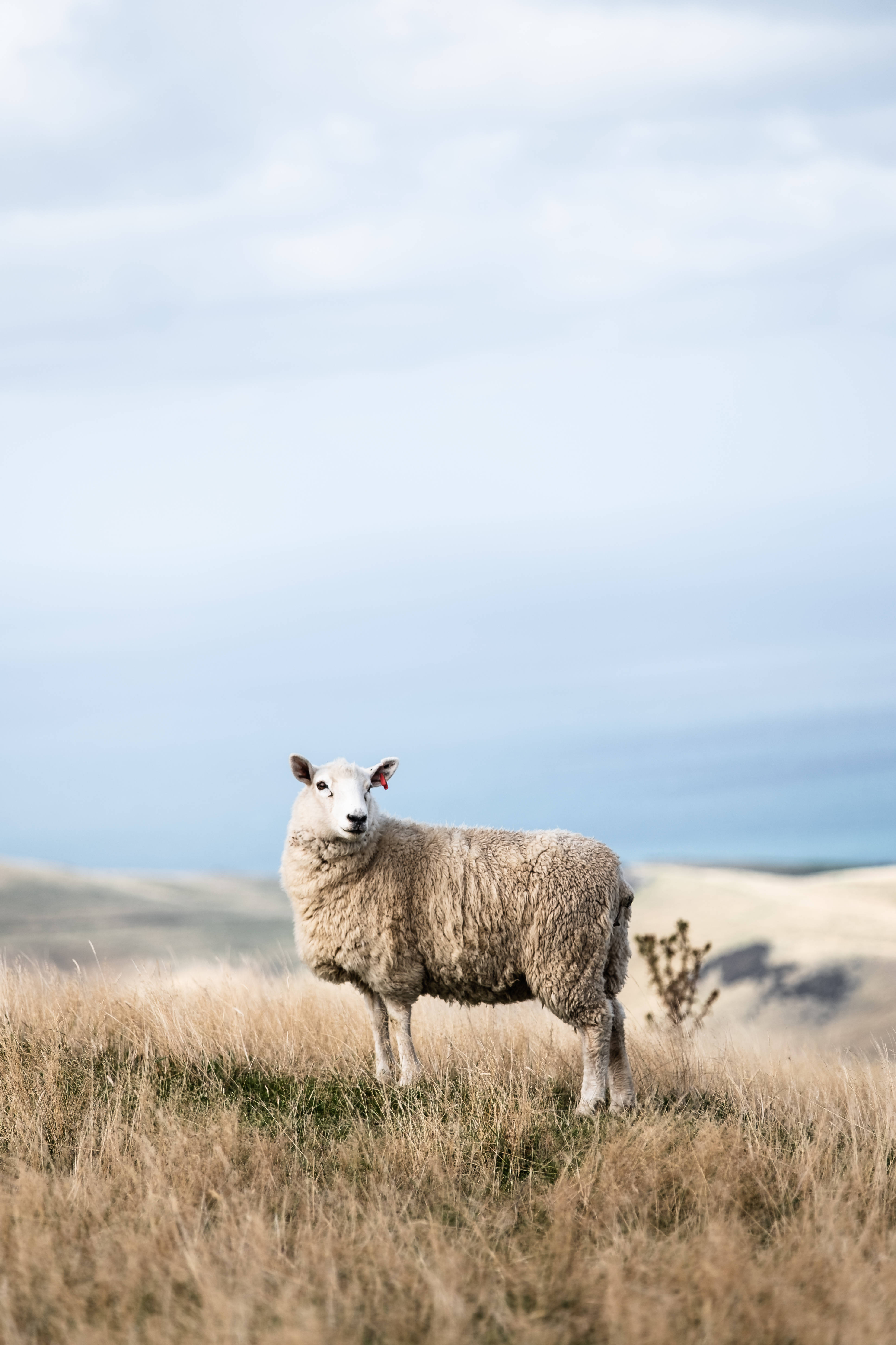 fluffy white sheep, field of dry golden grass, soft overcast sky, 5K Phone Wallpaper