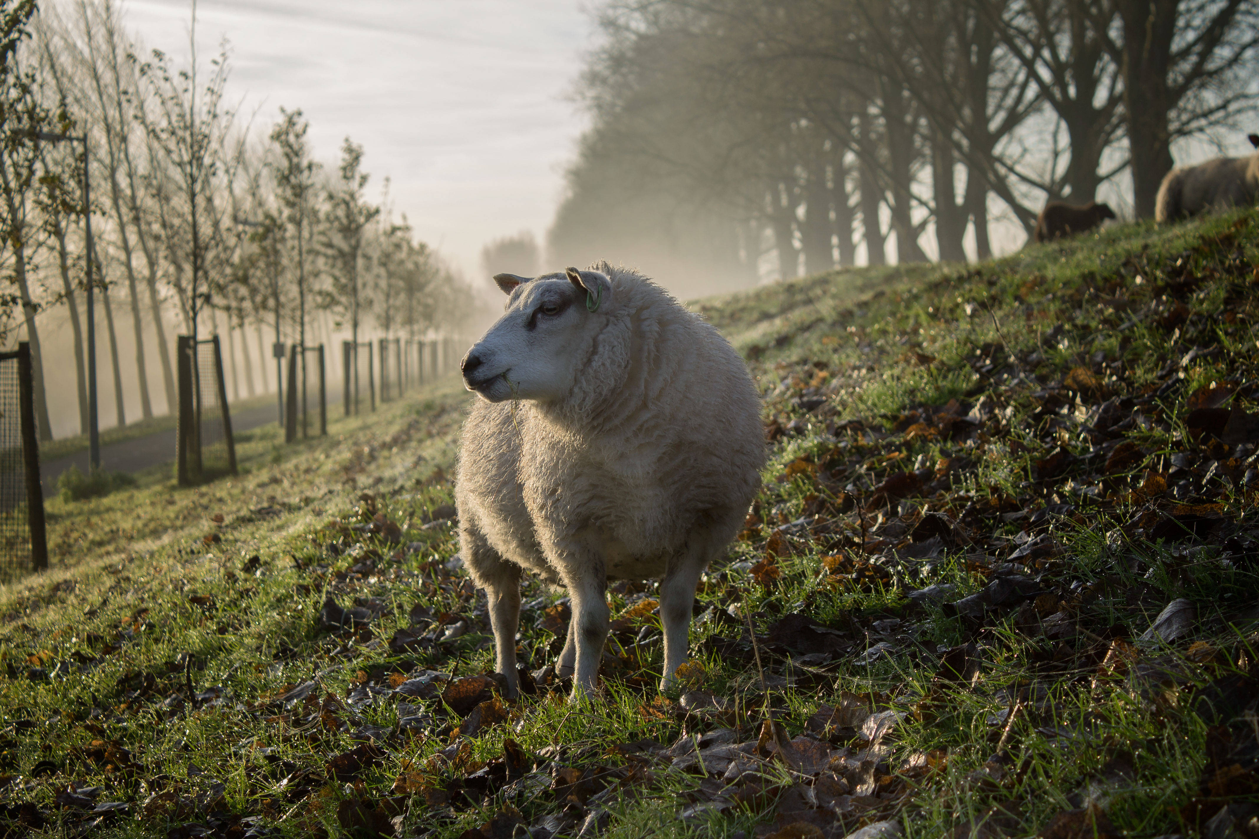 fluffy beige sheep, grassy hillside, fallen leaves, 4K Desktop Wallpaper