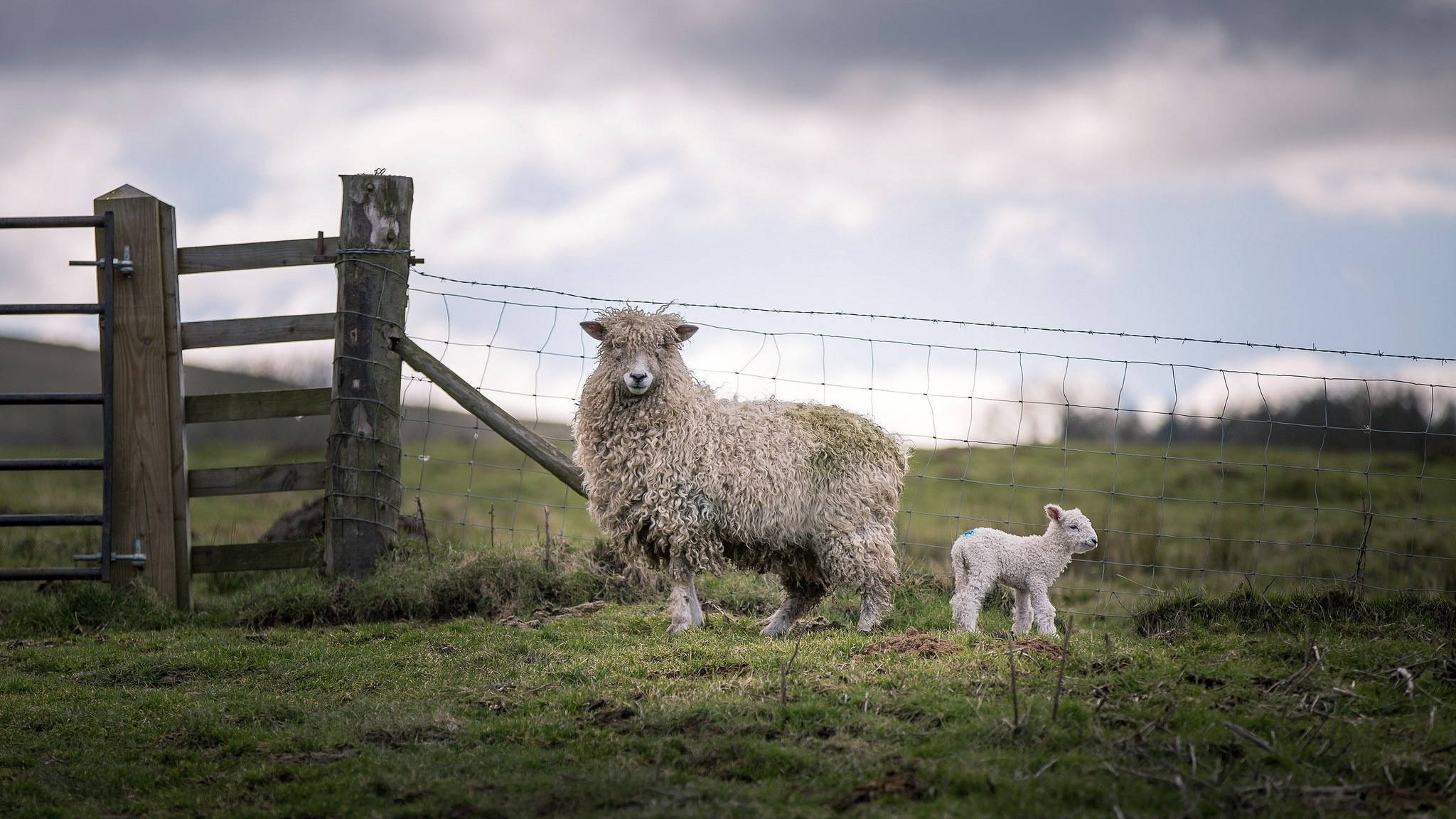 sheep, lamb, grassy field, Full HD Desktop Wallpaper