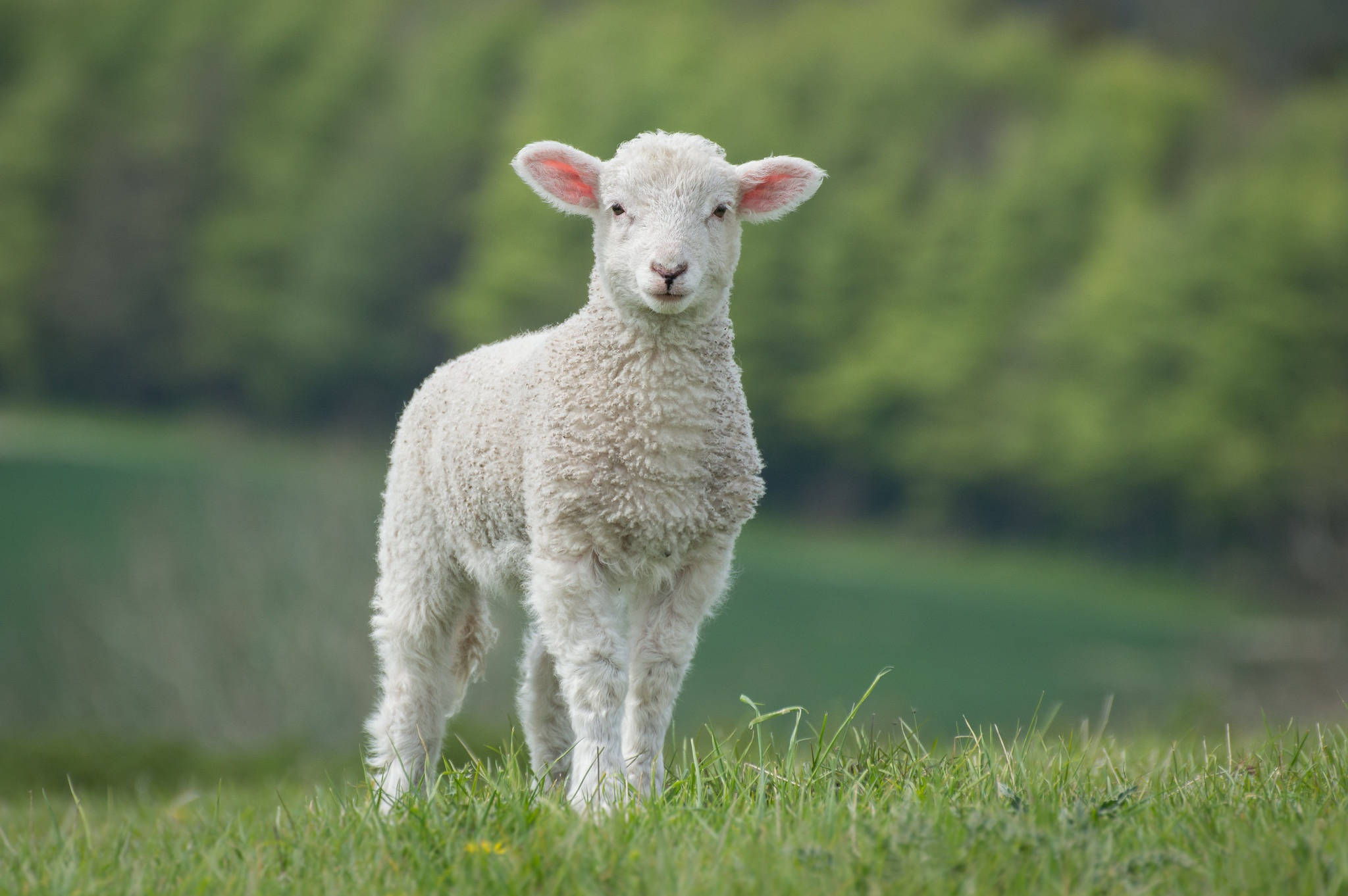cute white sheep, fluffy white lamb, vibrant green meadow, Full HD Desktop Wallpaper