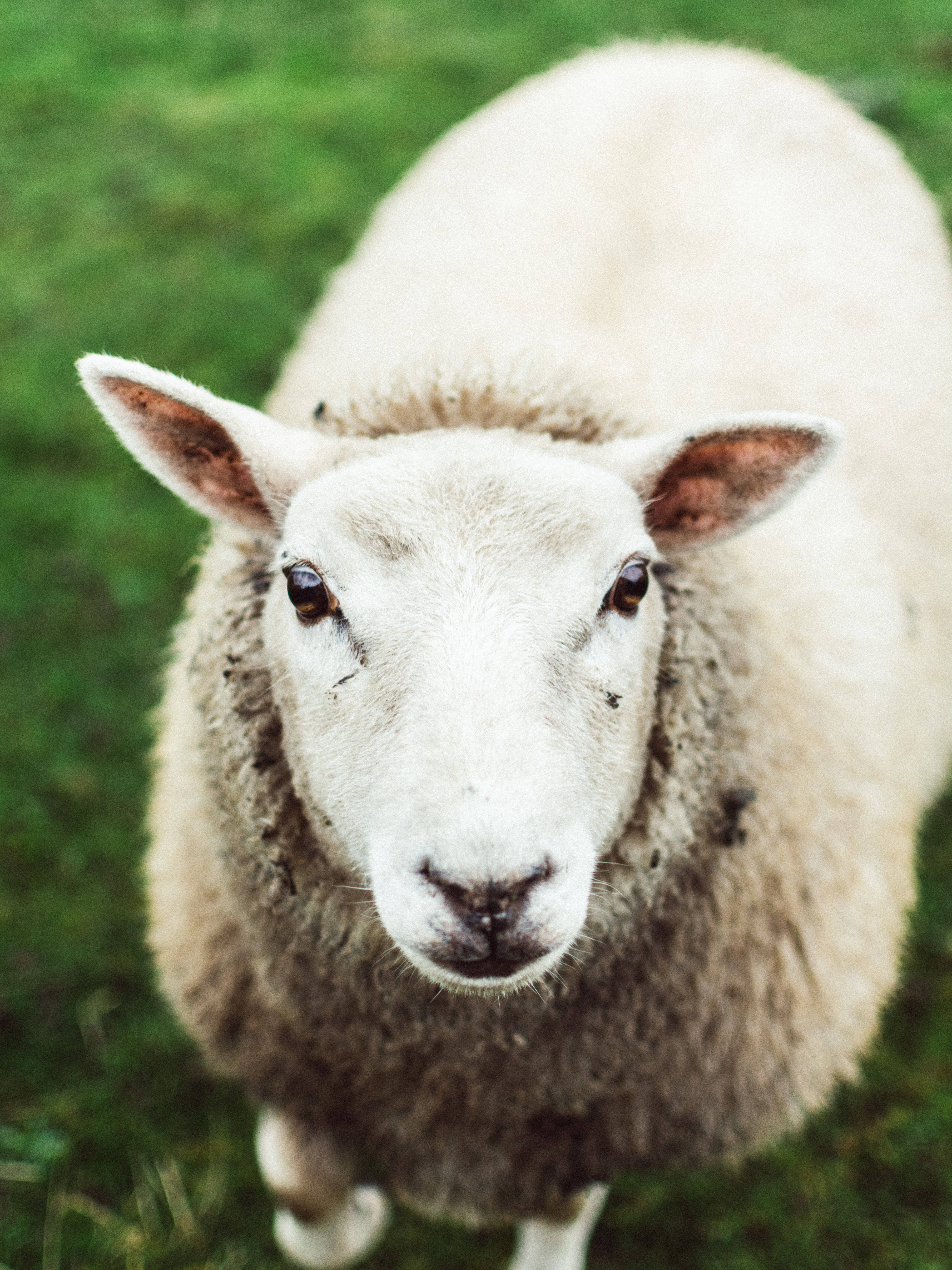 sheep, fluffy white, dark eyes, 5K Phone Wallpaper