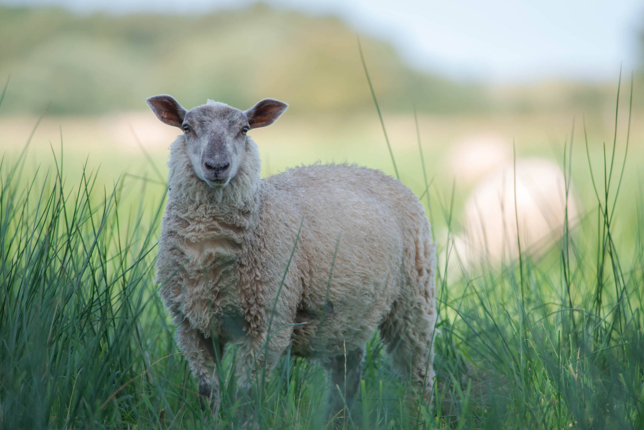 sheep, tall green grass, soft blurred meadow background, Full HD Desktop Wallpaper