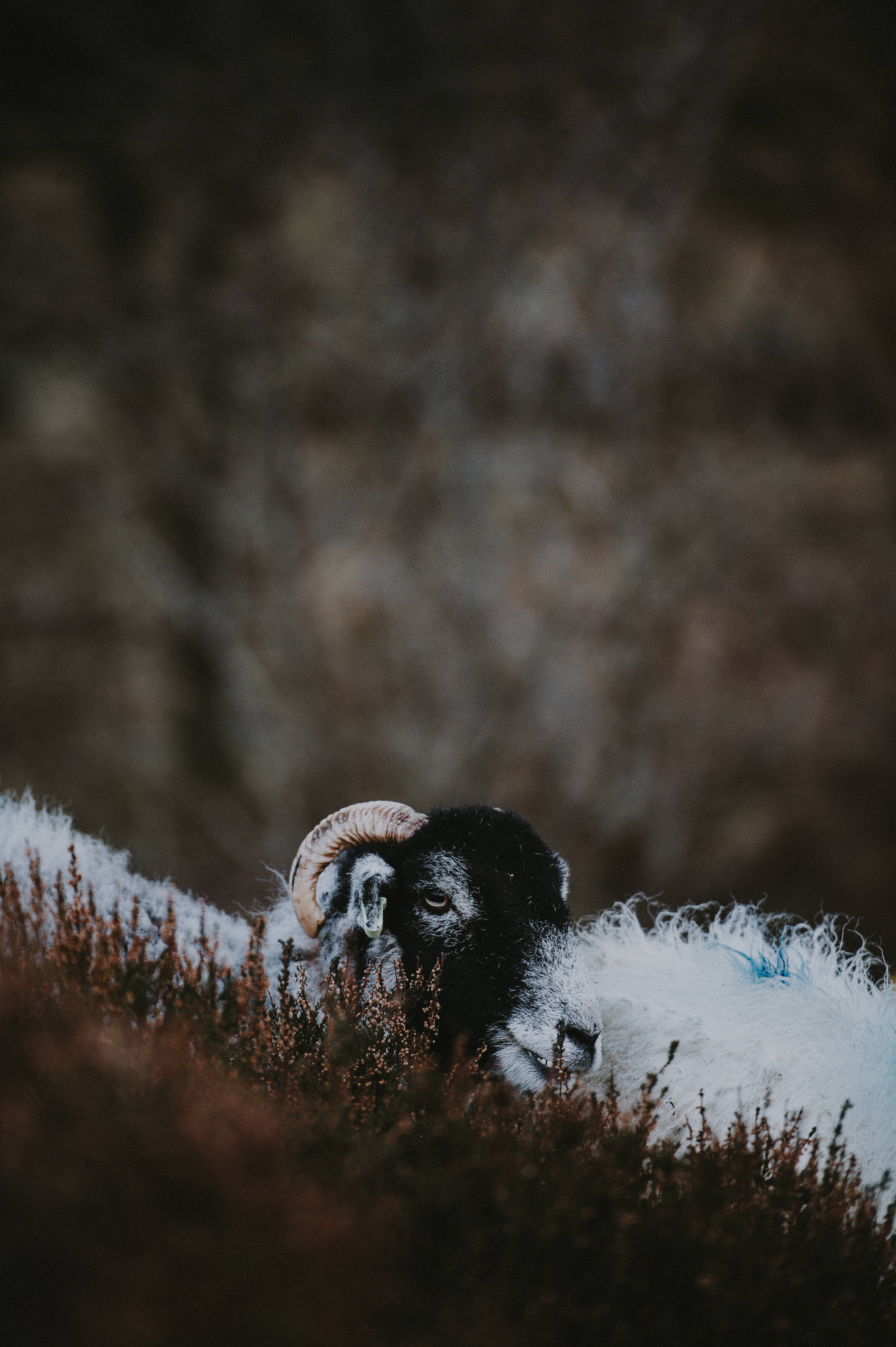 black-faced ram, curved horns, reddish-brown shrubs, 4K Phone Wallpaper
