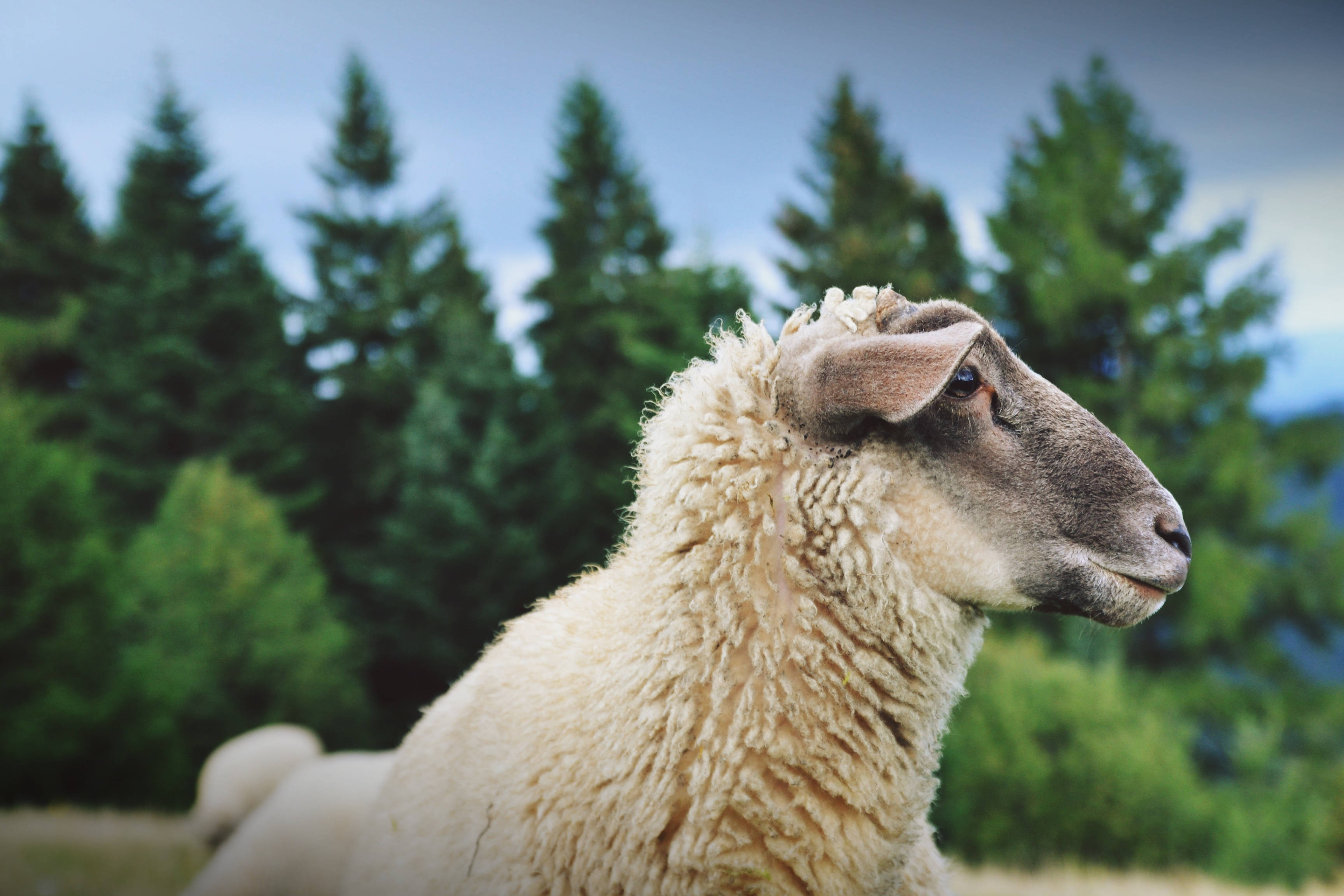 white sheep, grassy field, blurred evergreen trees, 2K Desktop Wallpaper